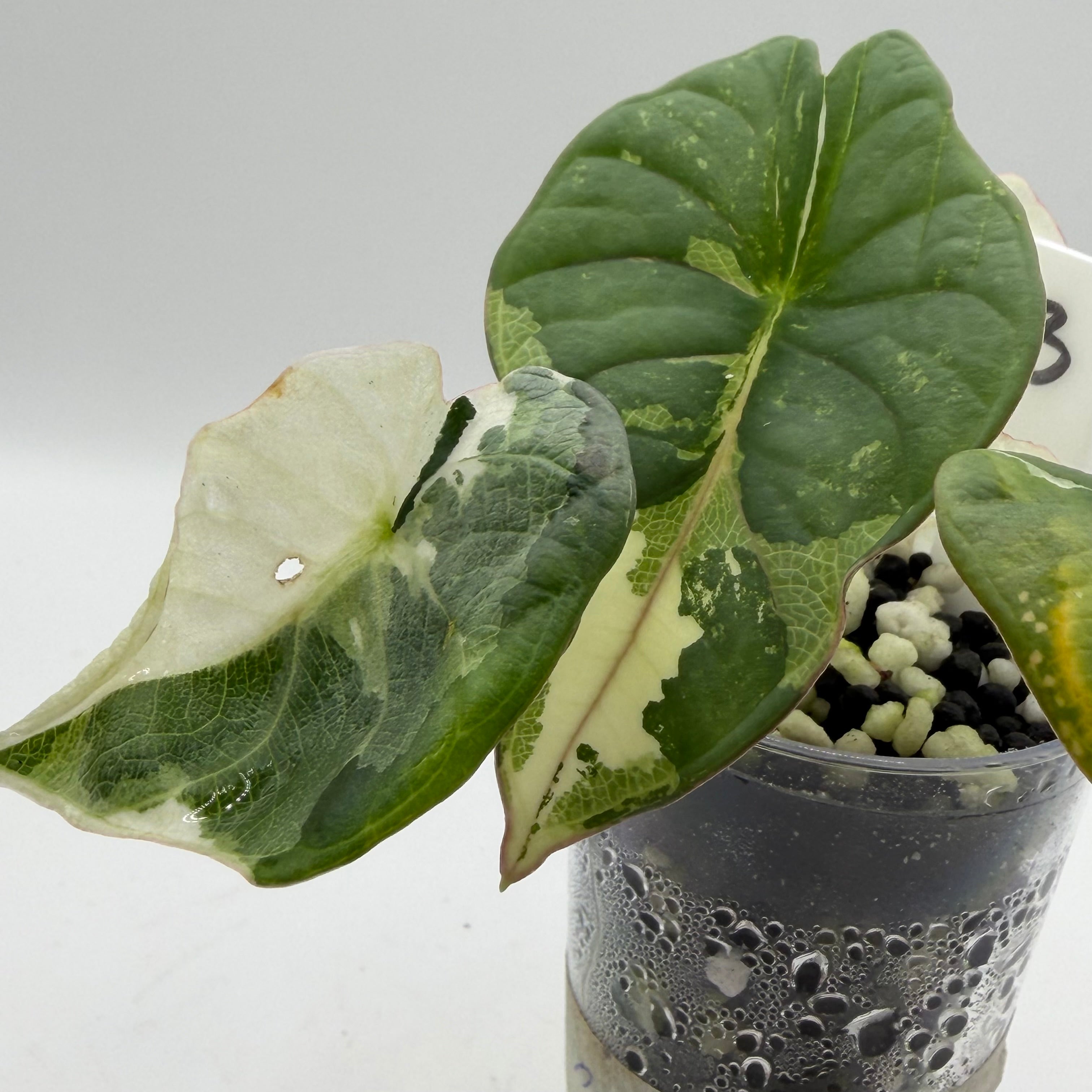 Alocasia Nebula albo/pink #3
