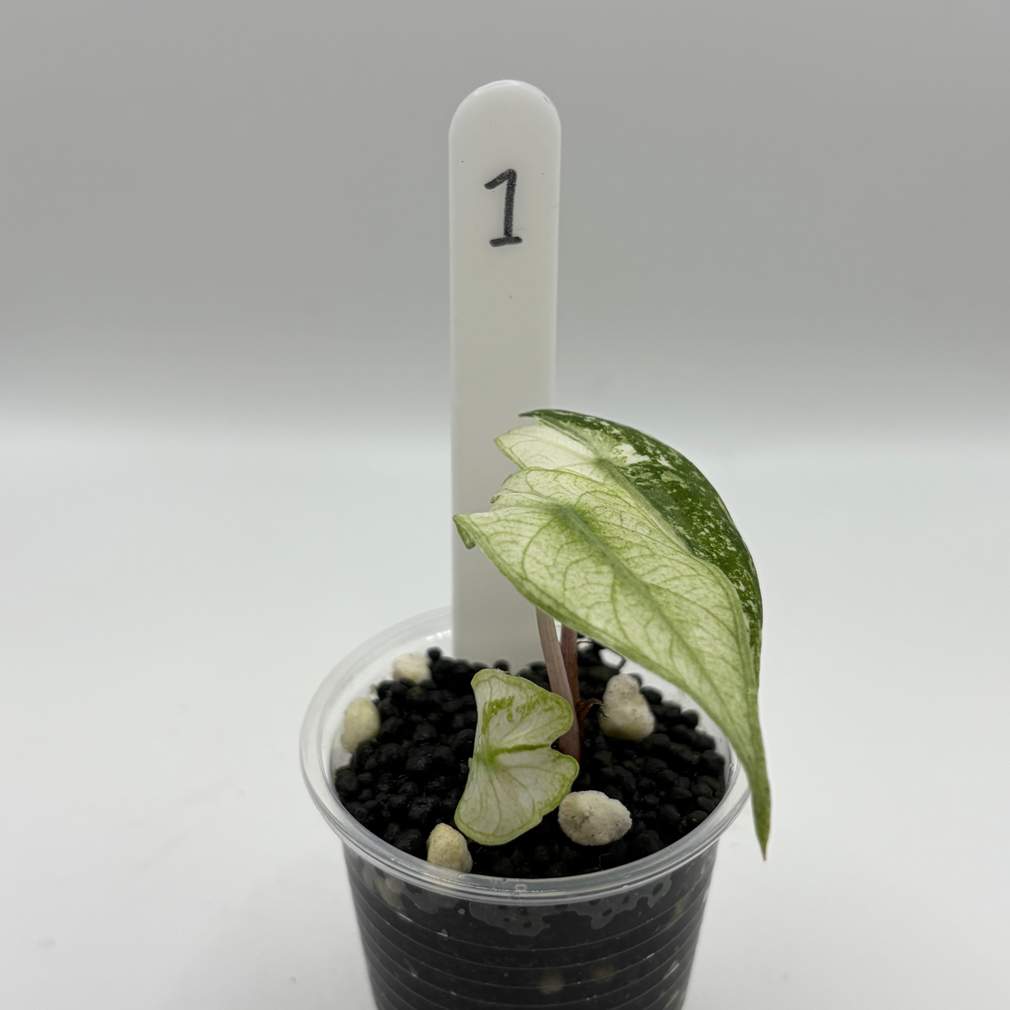 Alocasia Pink dragon albo #1