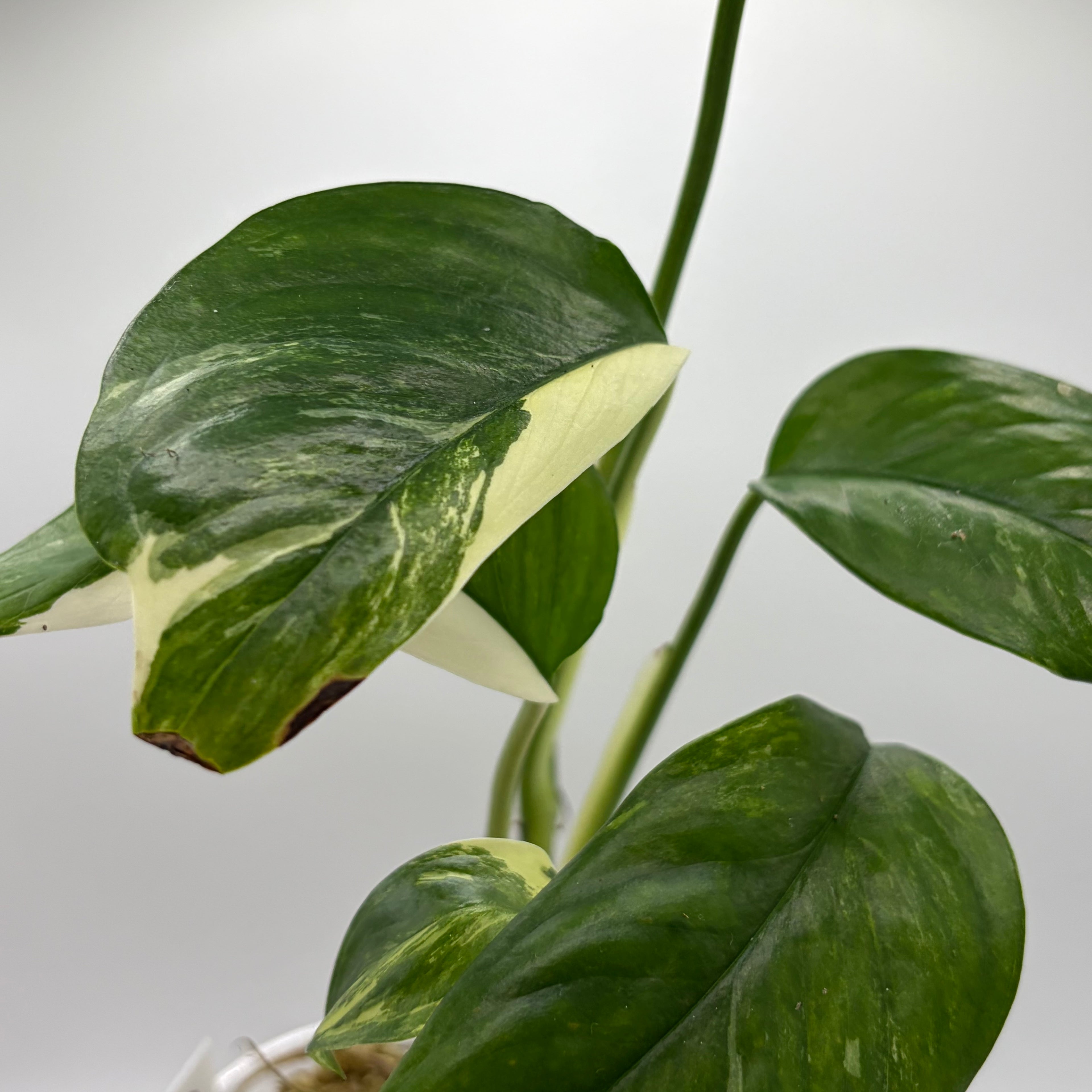Monstera Lechleriana albo #3