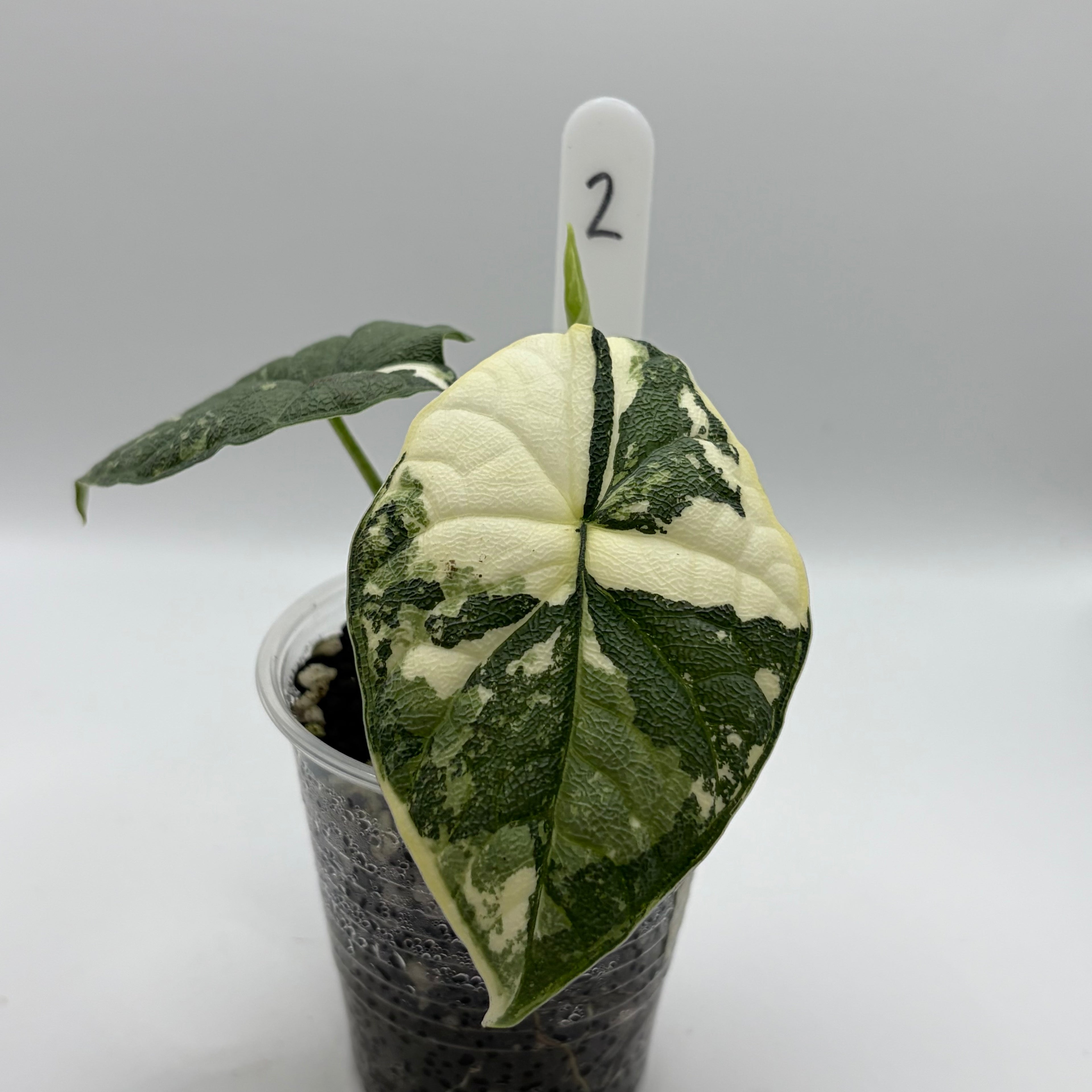 Alocasia Melo albo #2