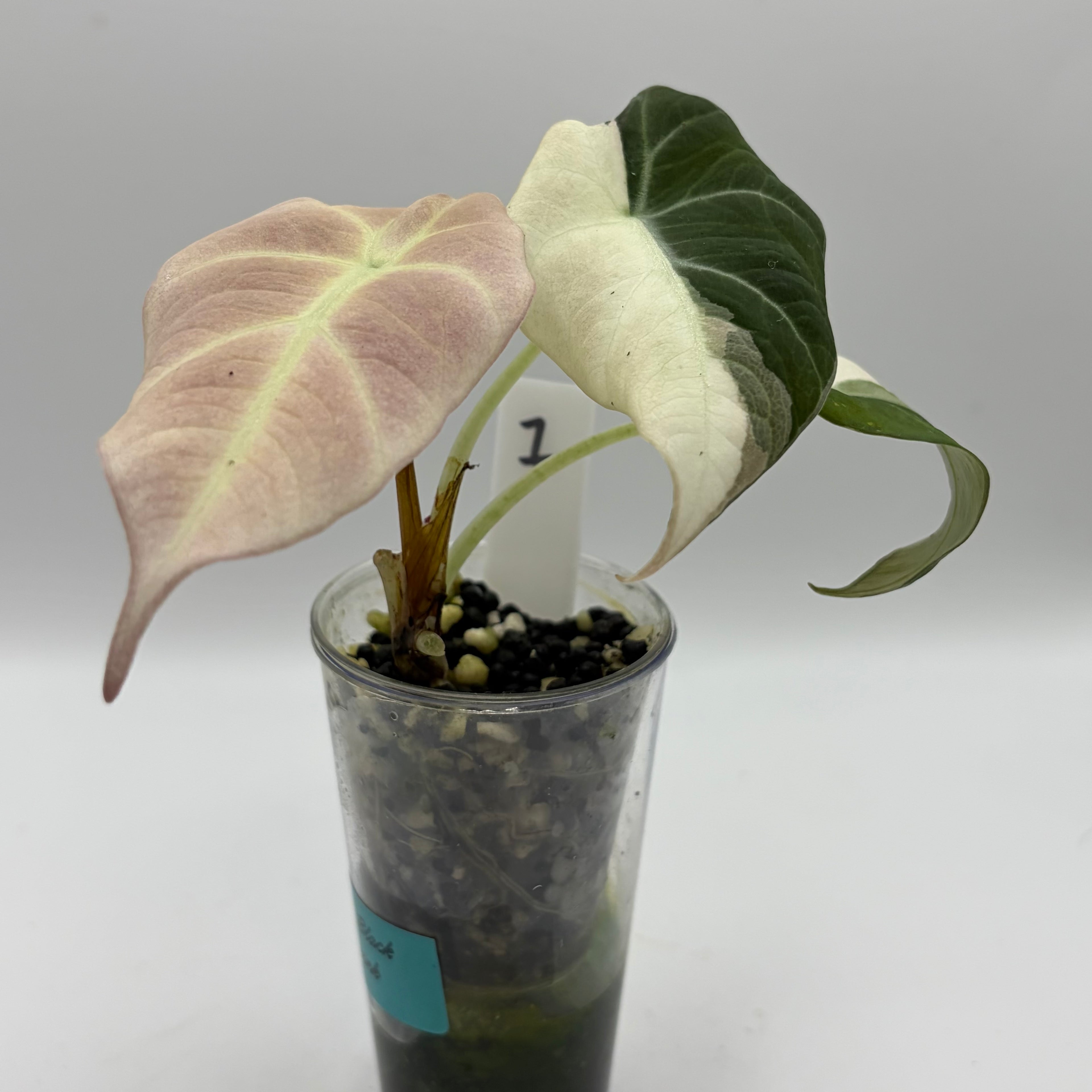 Alocasia Black velvet pink