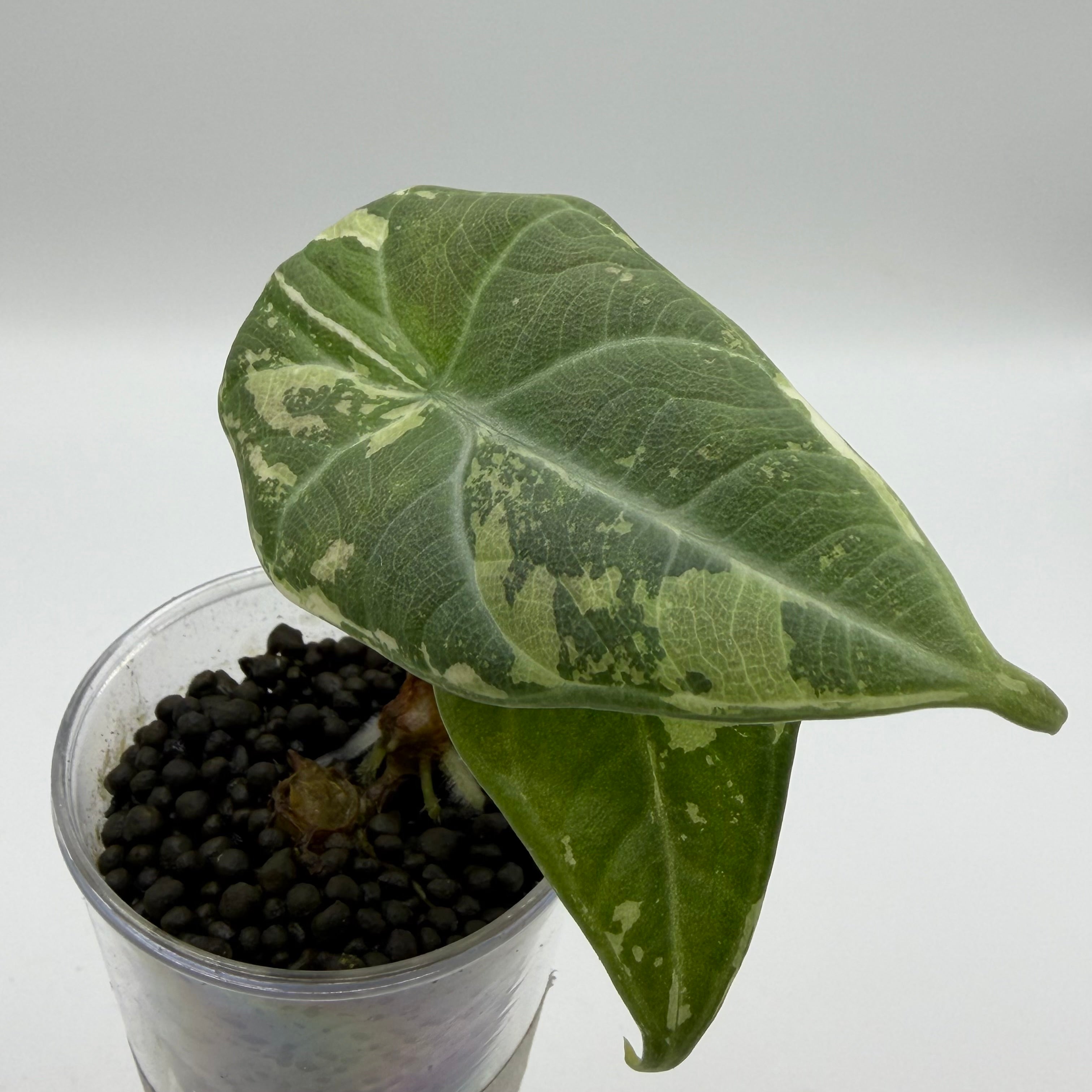 Alocasia Maharani albo
