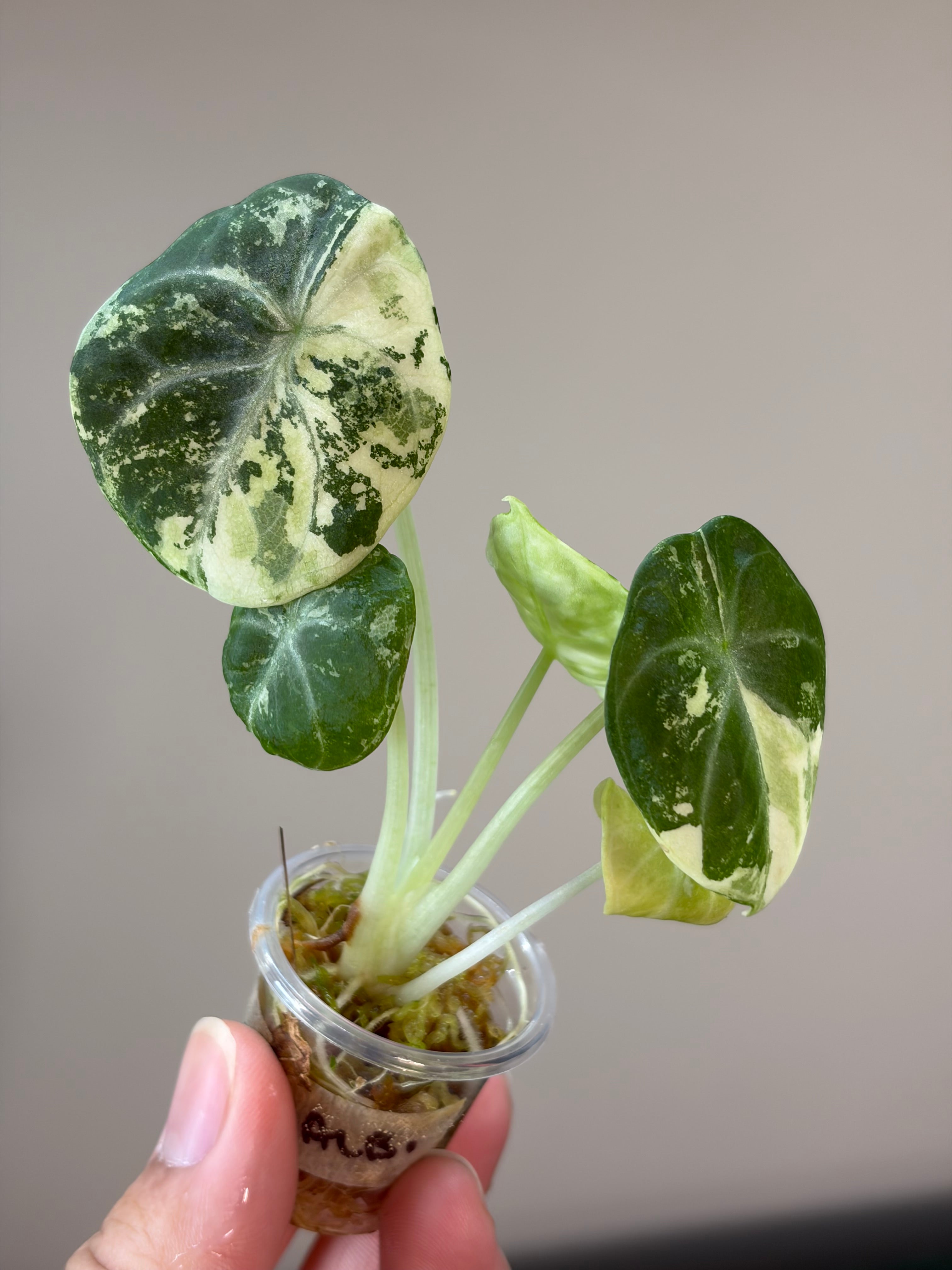 Alocasia Ninja albo #2