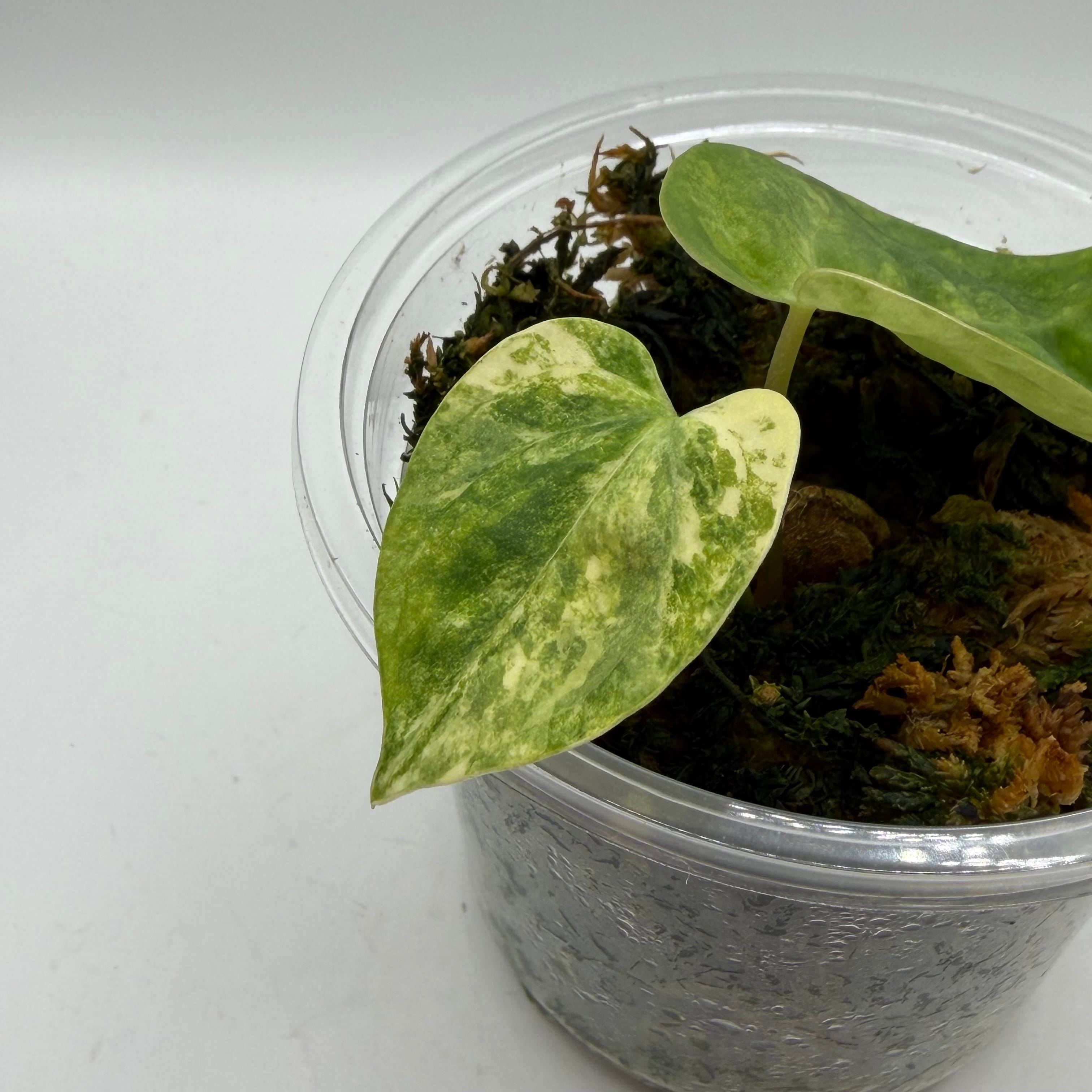 Anthurium Papillilaminum x Green mamba variegata