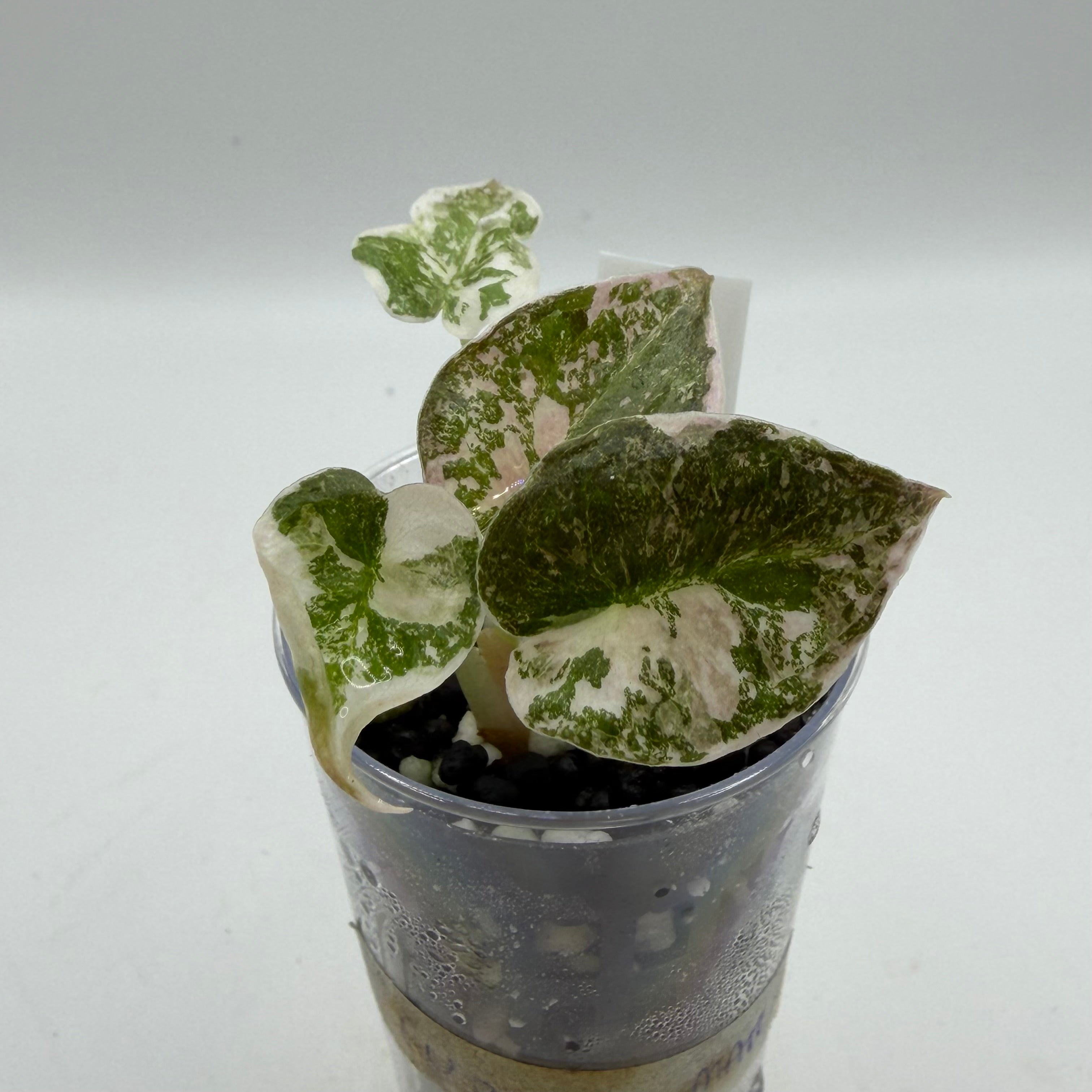 Alocasia Cuprea pink marble #4