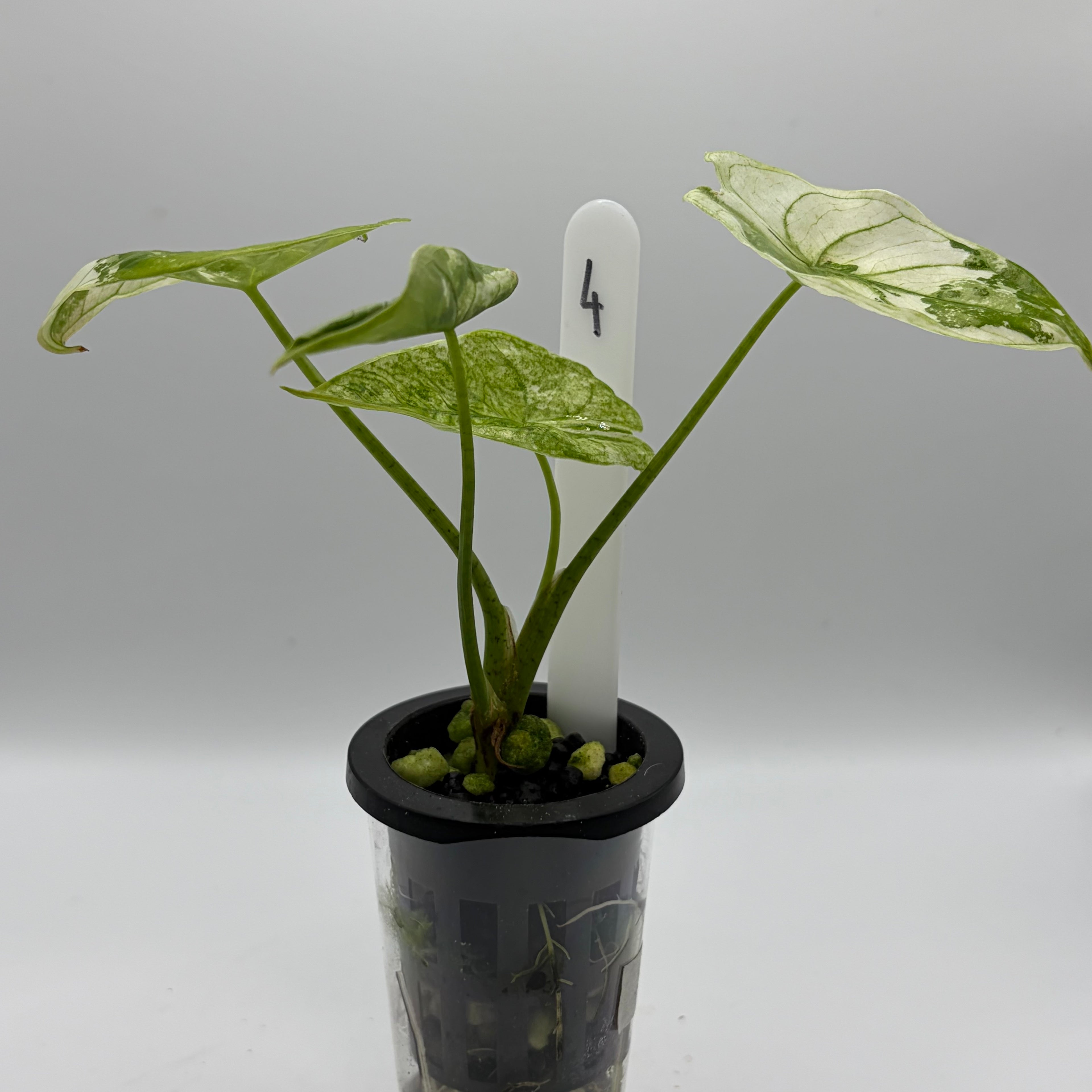 Alocasia Fornicata mint