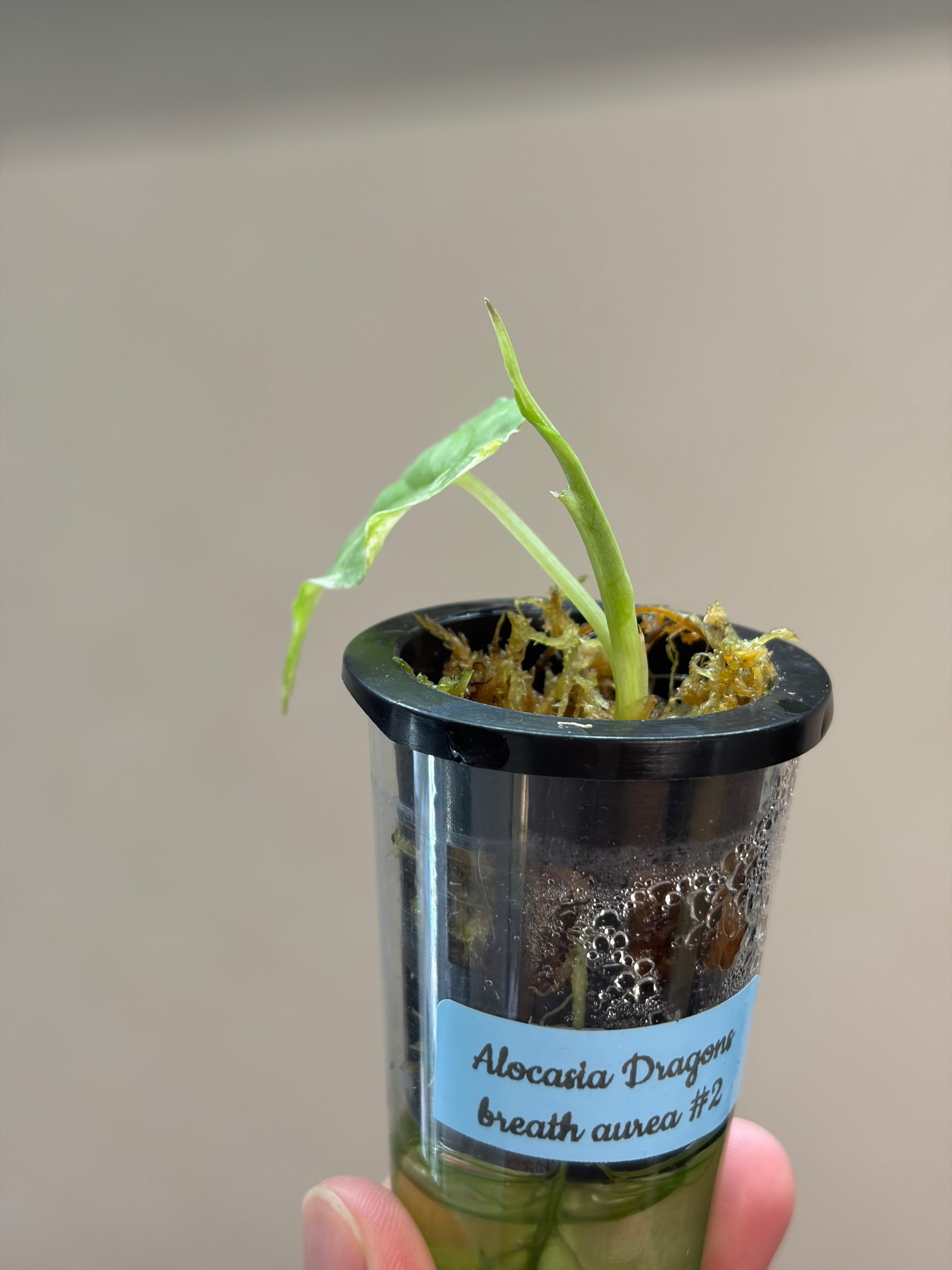 Alocasia Dragons breath aurea #2