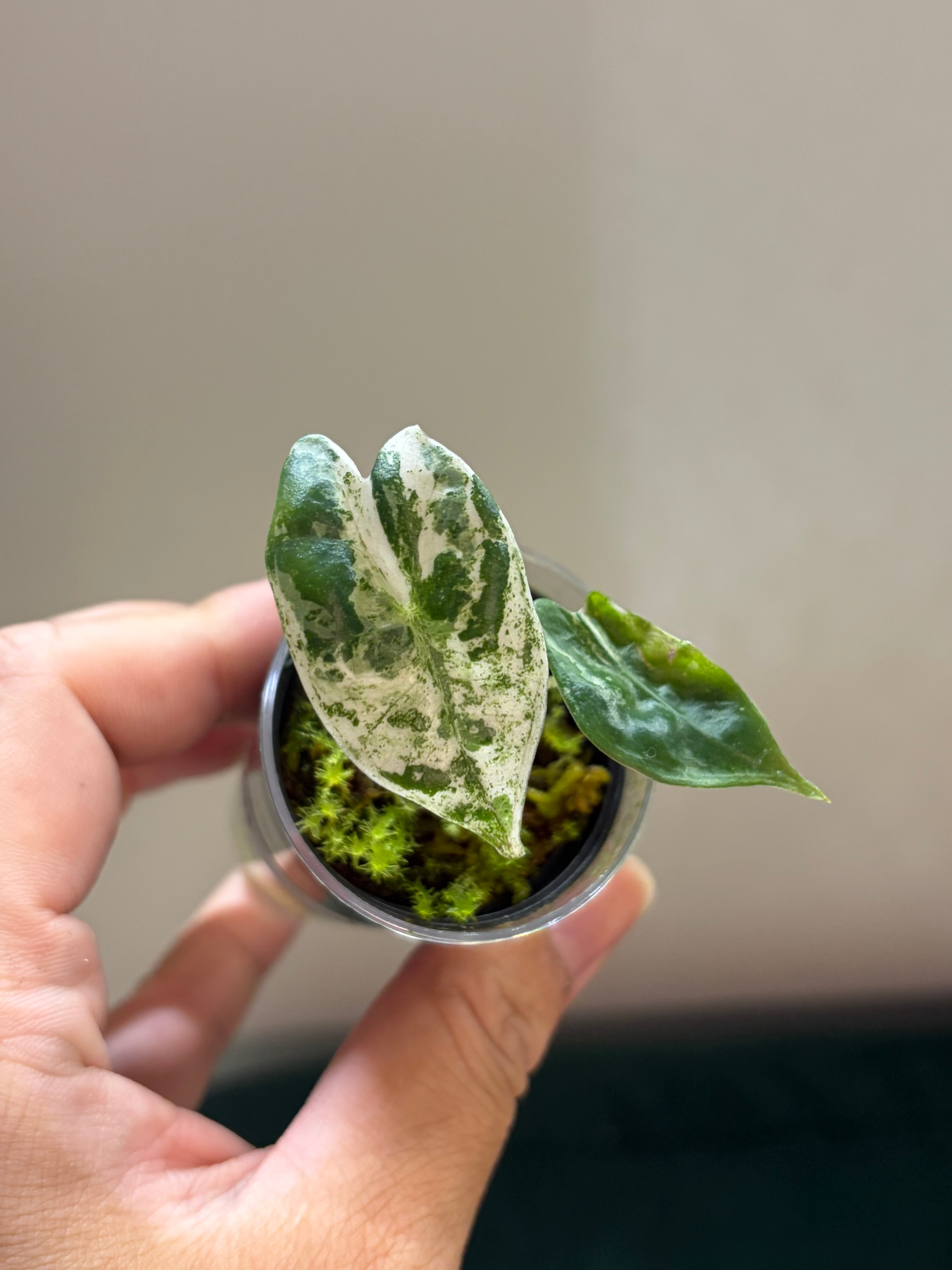 Alocasia Zebrina x Longiloba