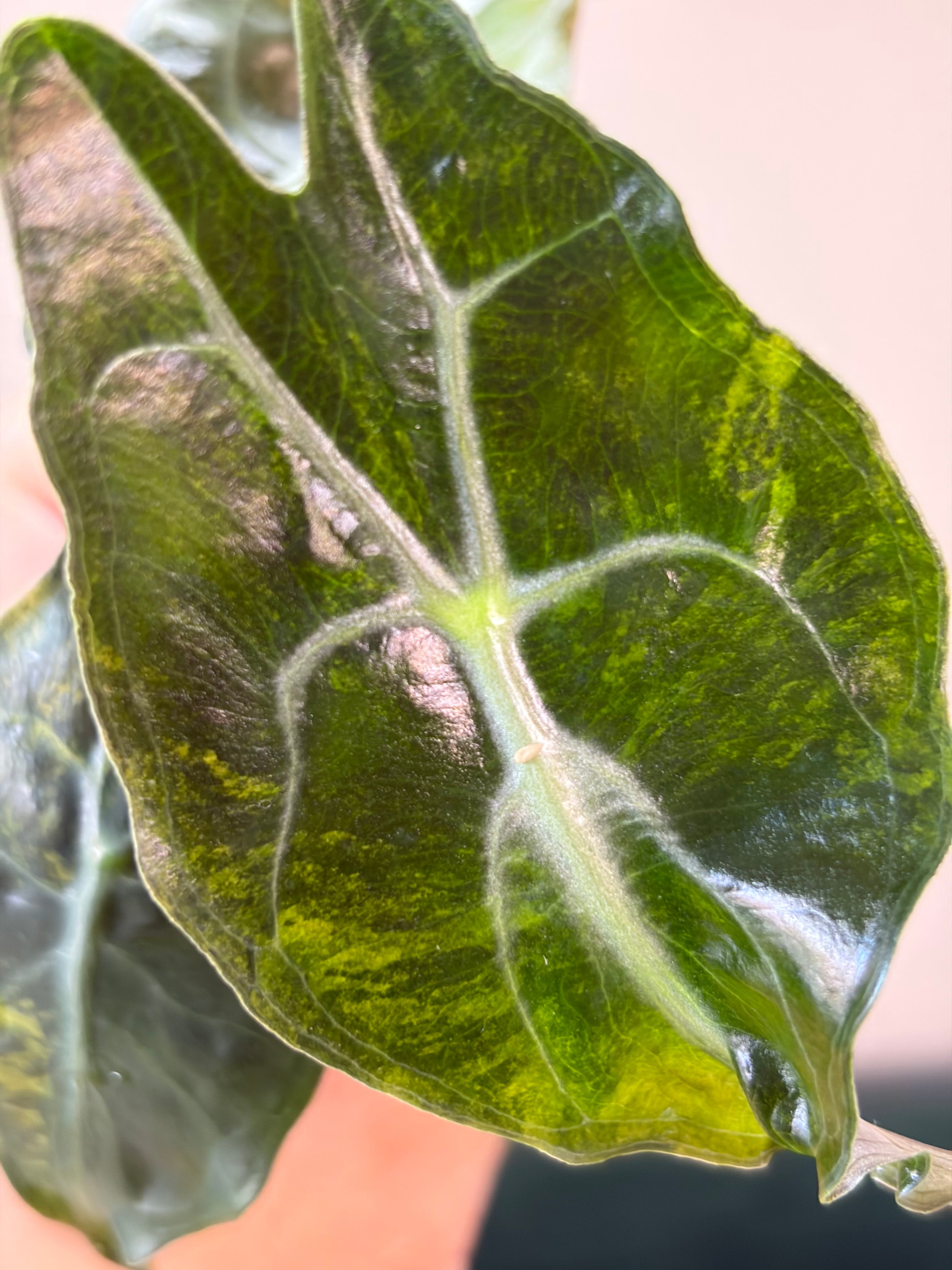 Alocasia Venom aurea #2