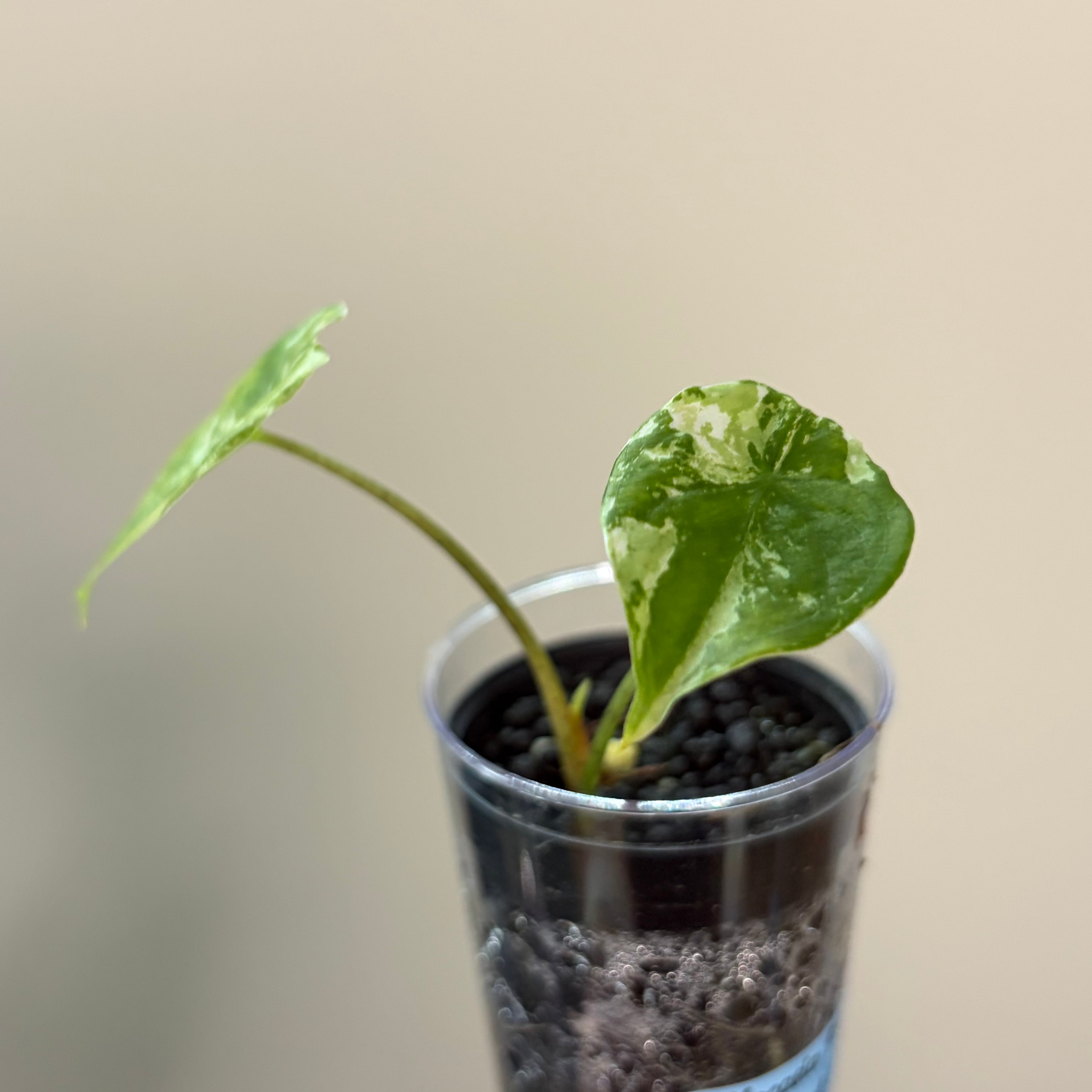 Alocasia Fornicata mint