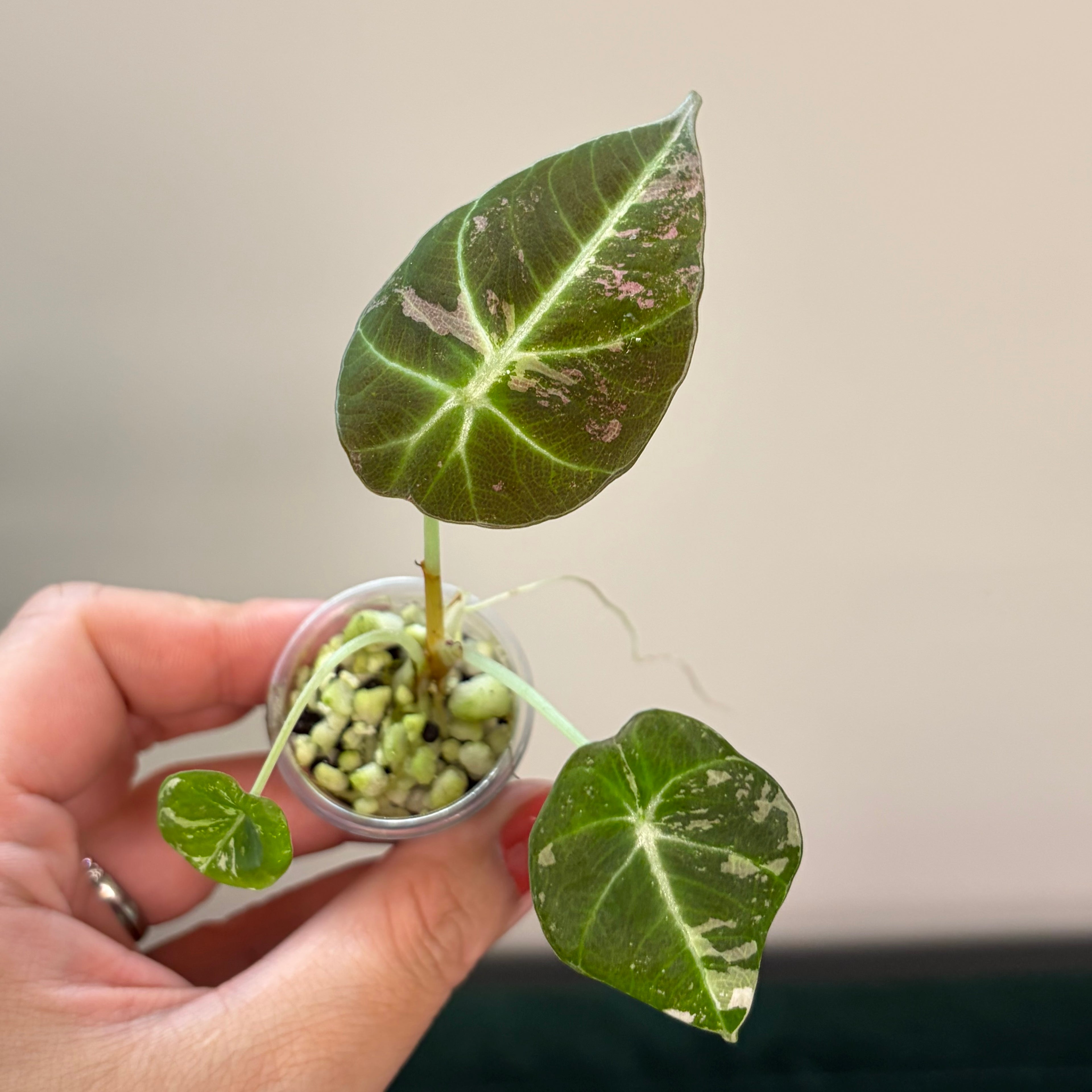 Alocasia Black velvet pink