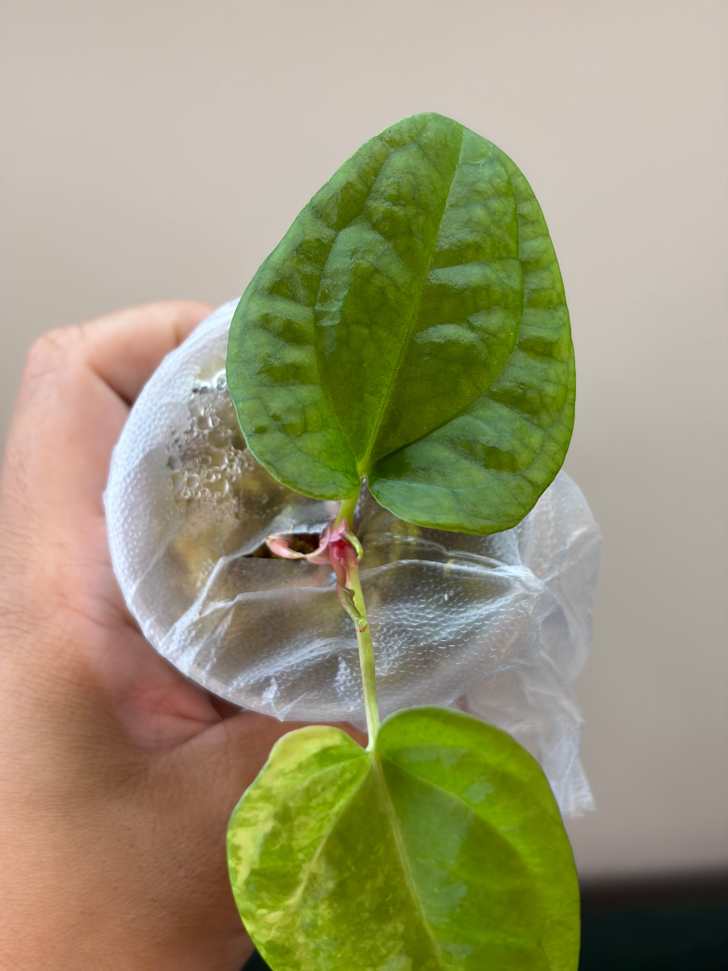 Anthurium Papillilaminum x Red Dark Pheonix #2