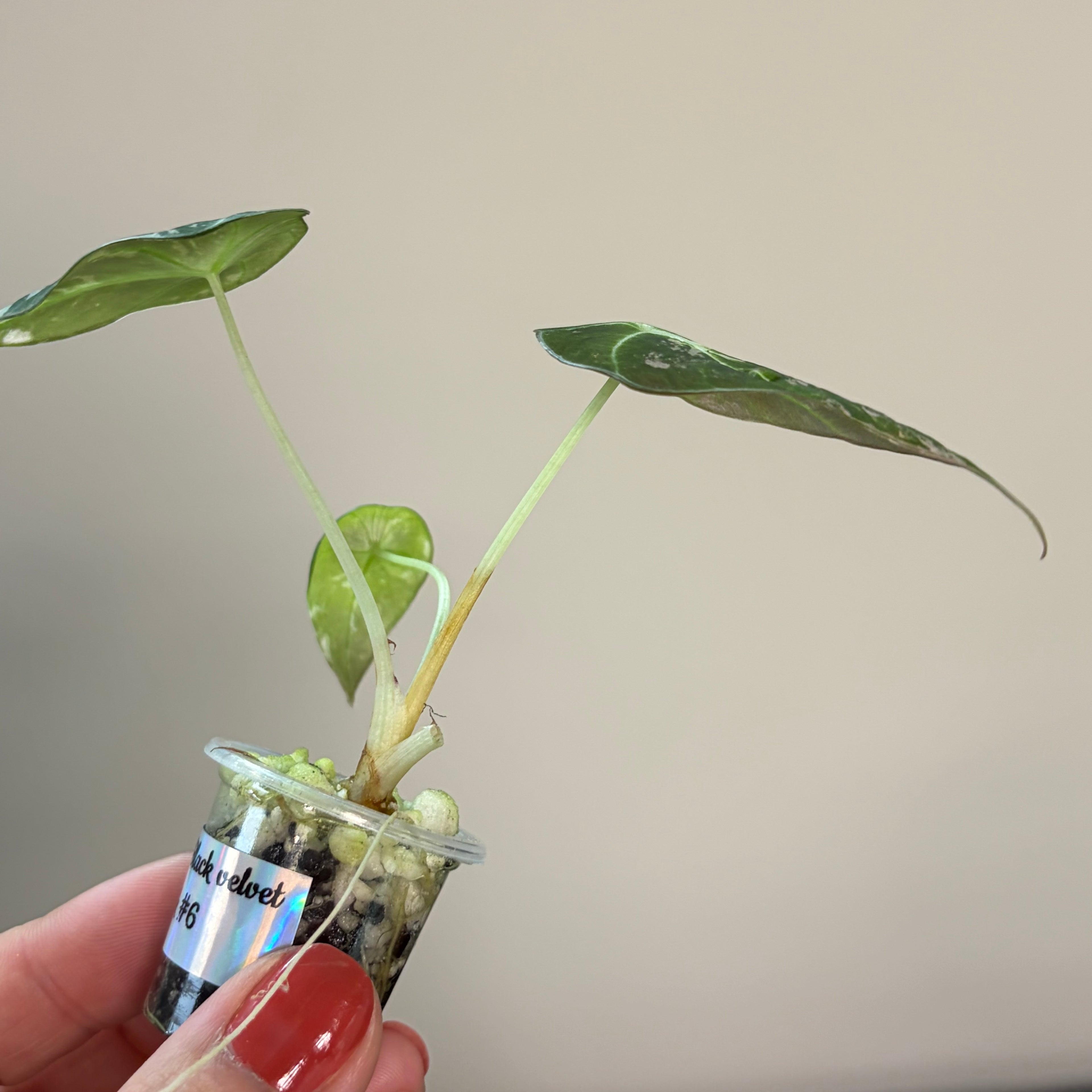Alocasia Black velvet pink