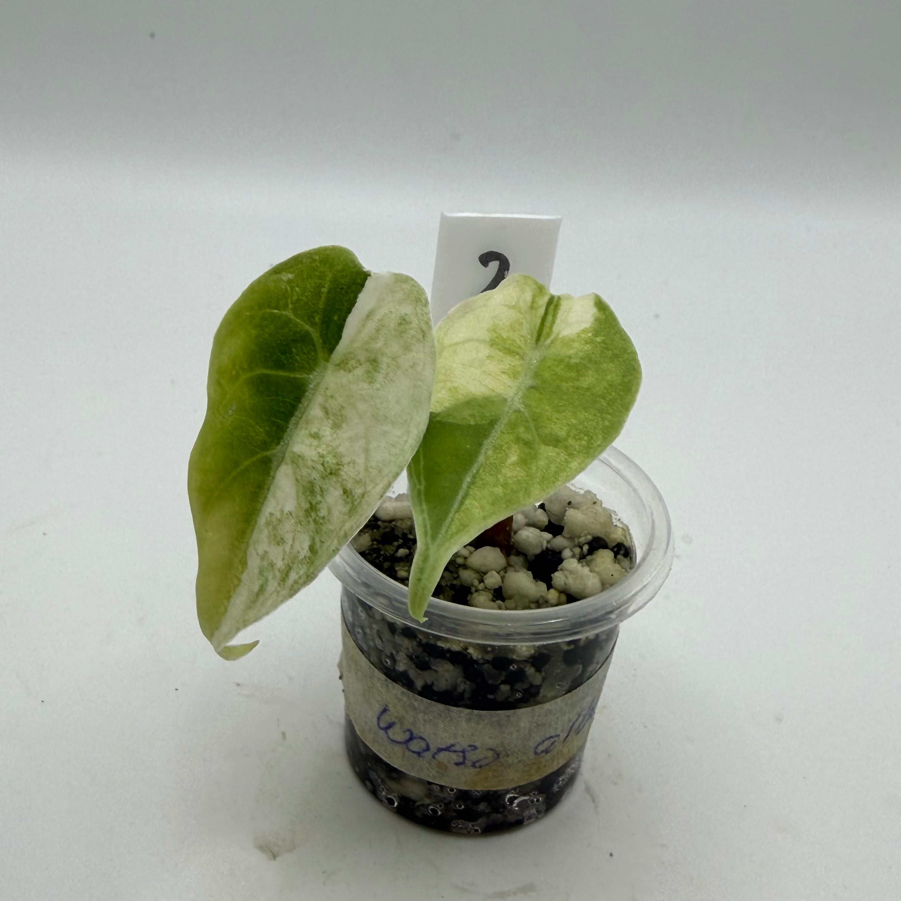 Alocasia Watsoniana albo #2