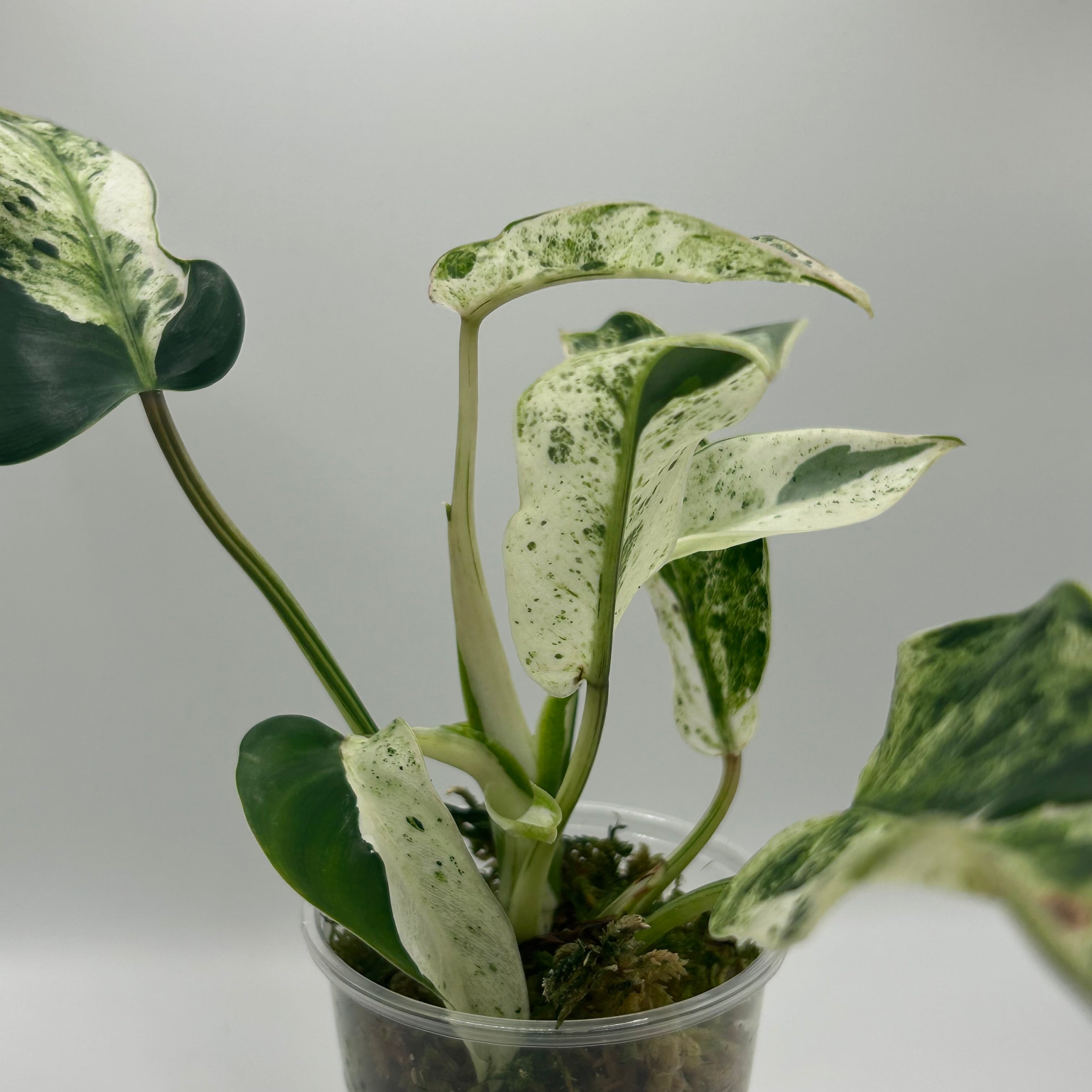 Philodendron Emerald Ice (LF)