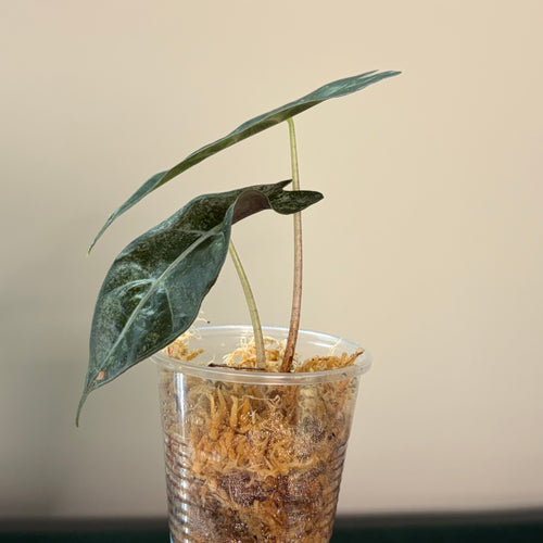 Alocasia Amazonica pink #1