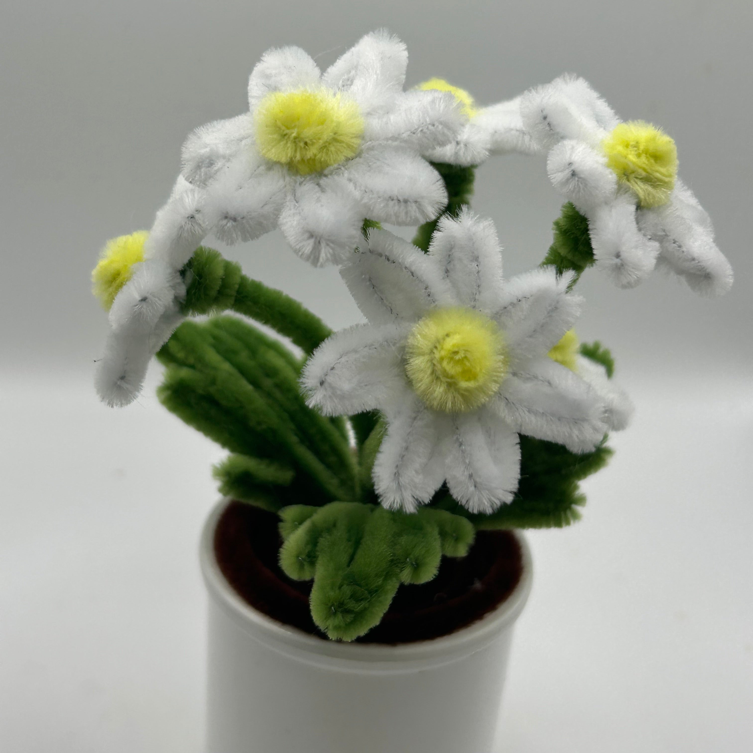 Daisy – Madxplants