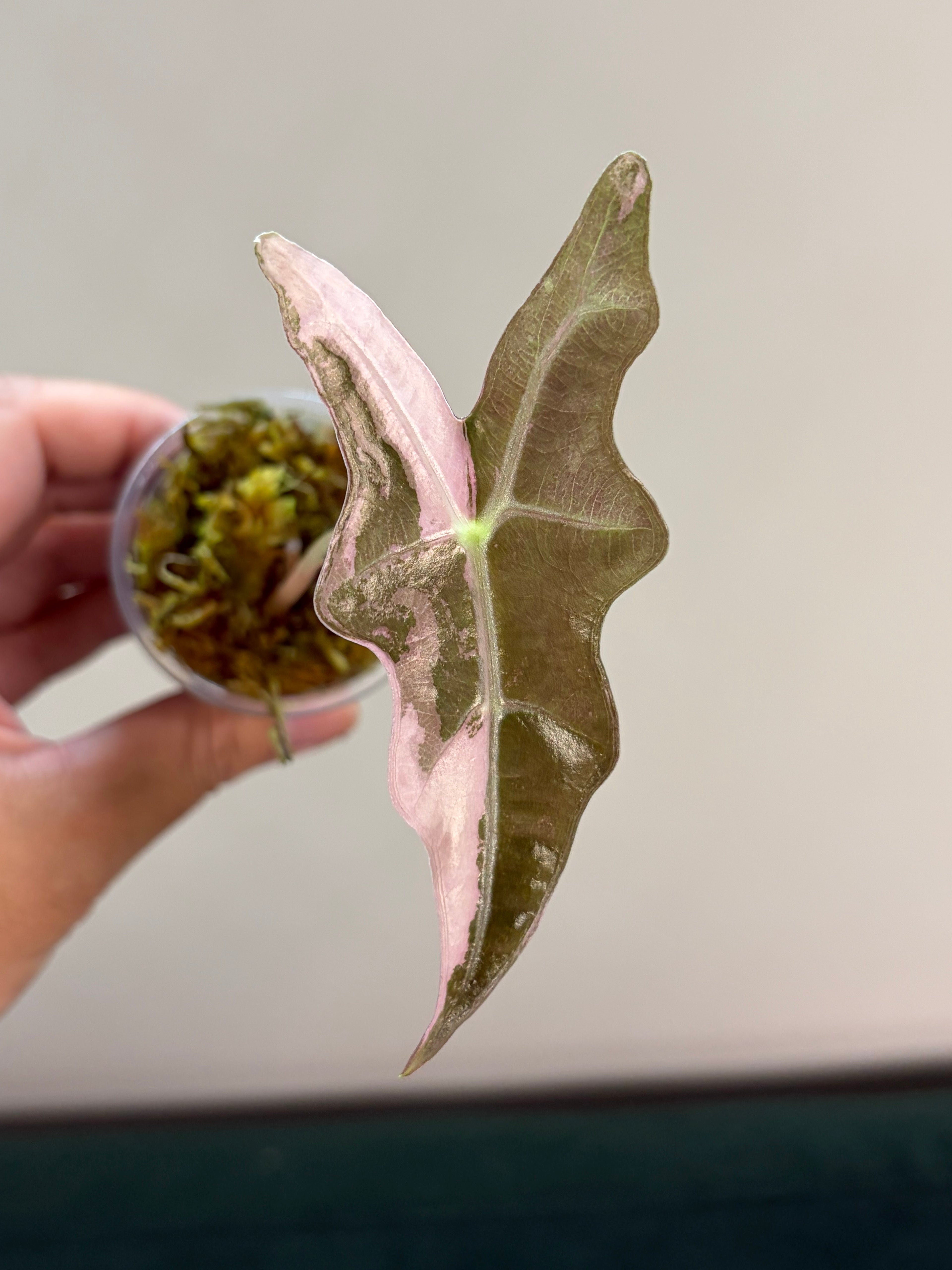Alocasia Nobilis pink #1