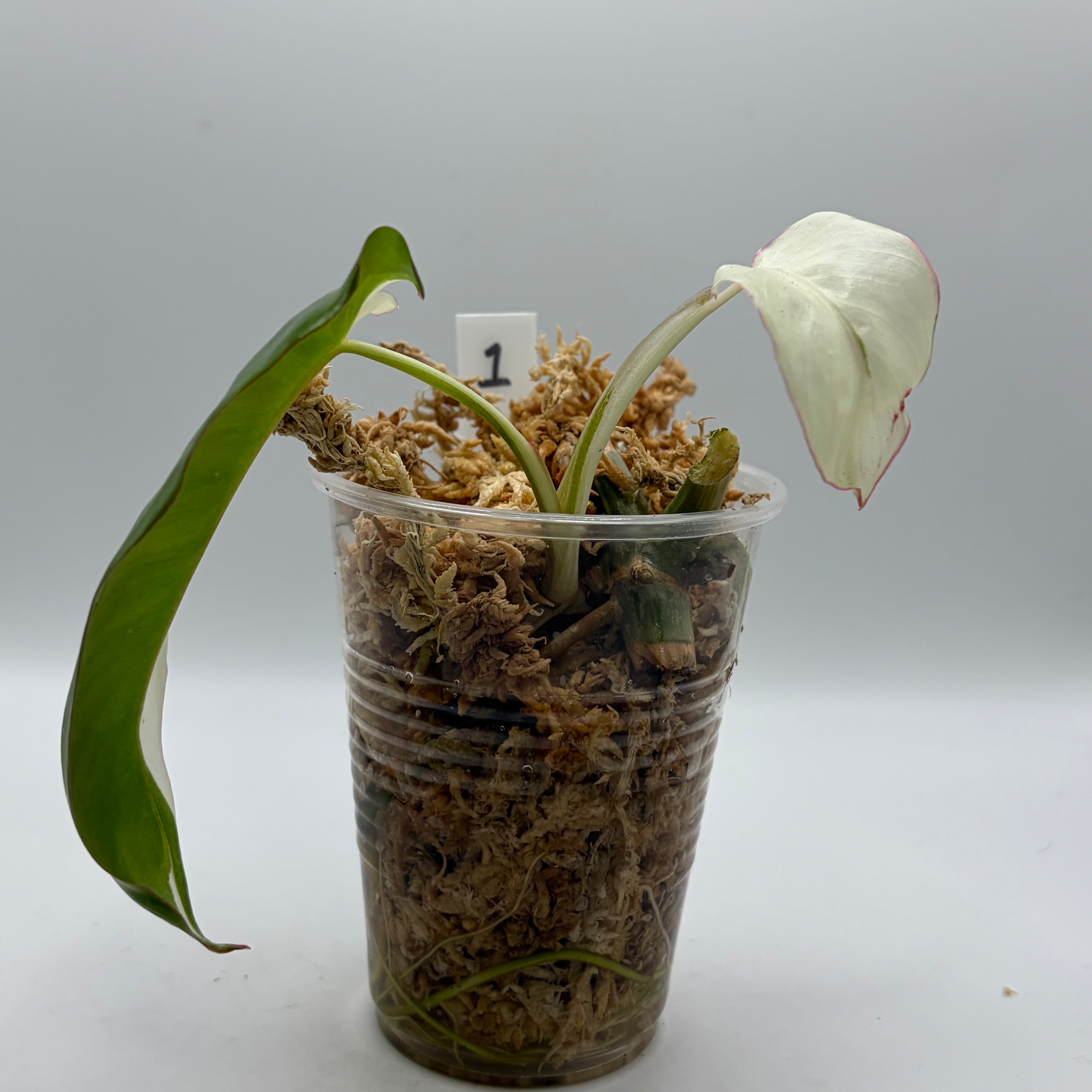 Philodendron Paraiso Verde albo #1