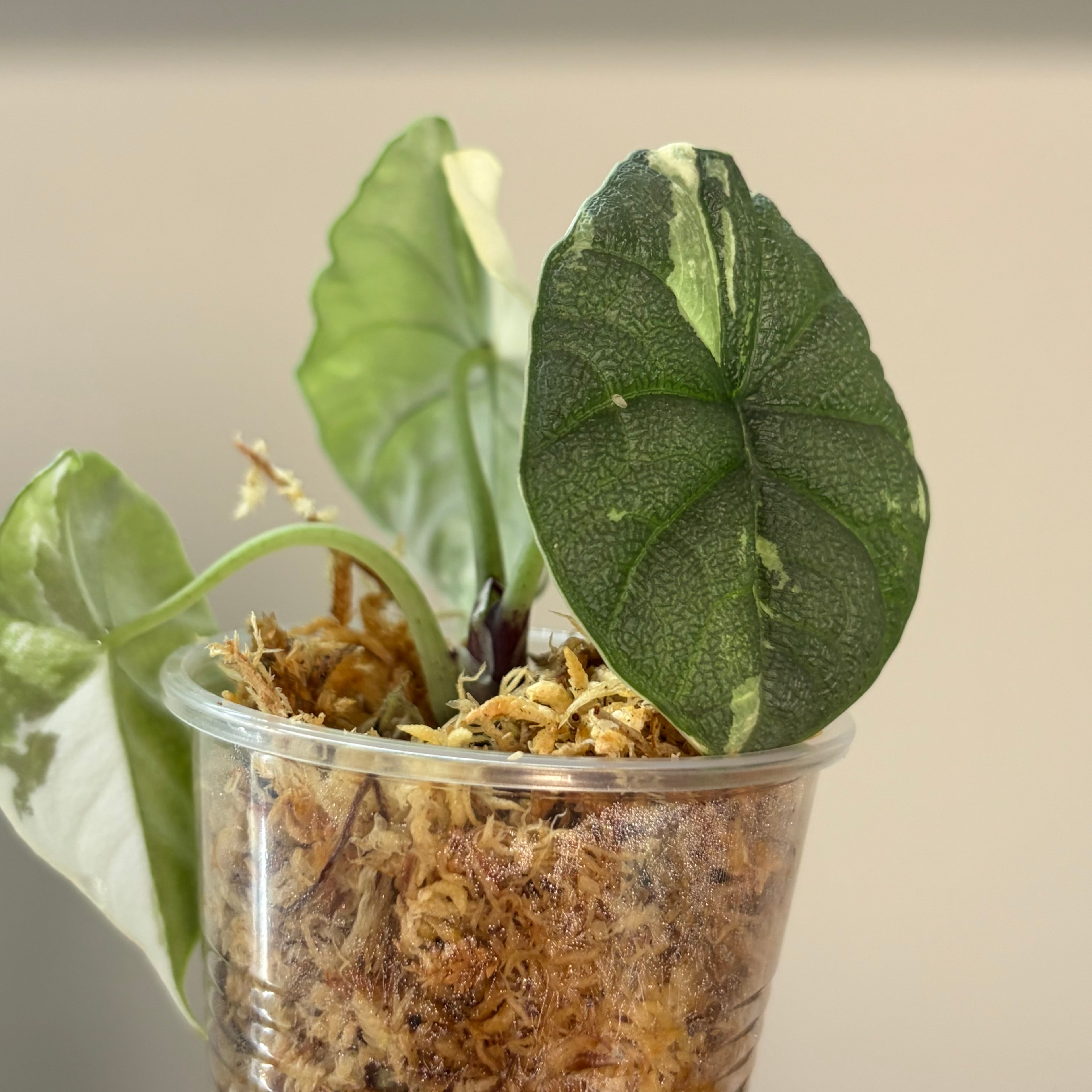 Alocasia Melo albo #1