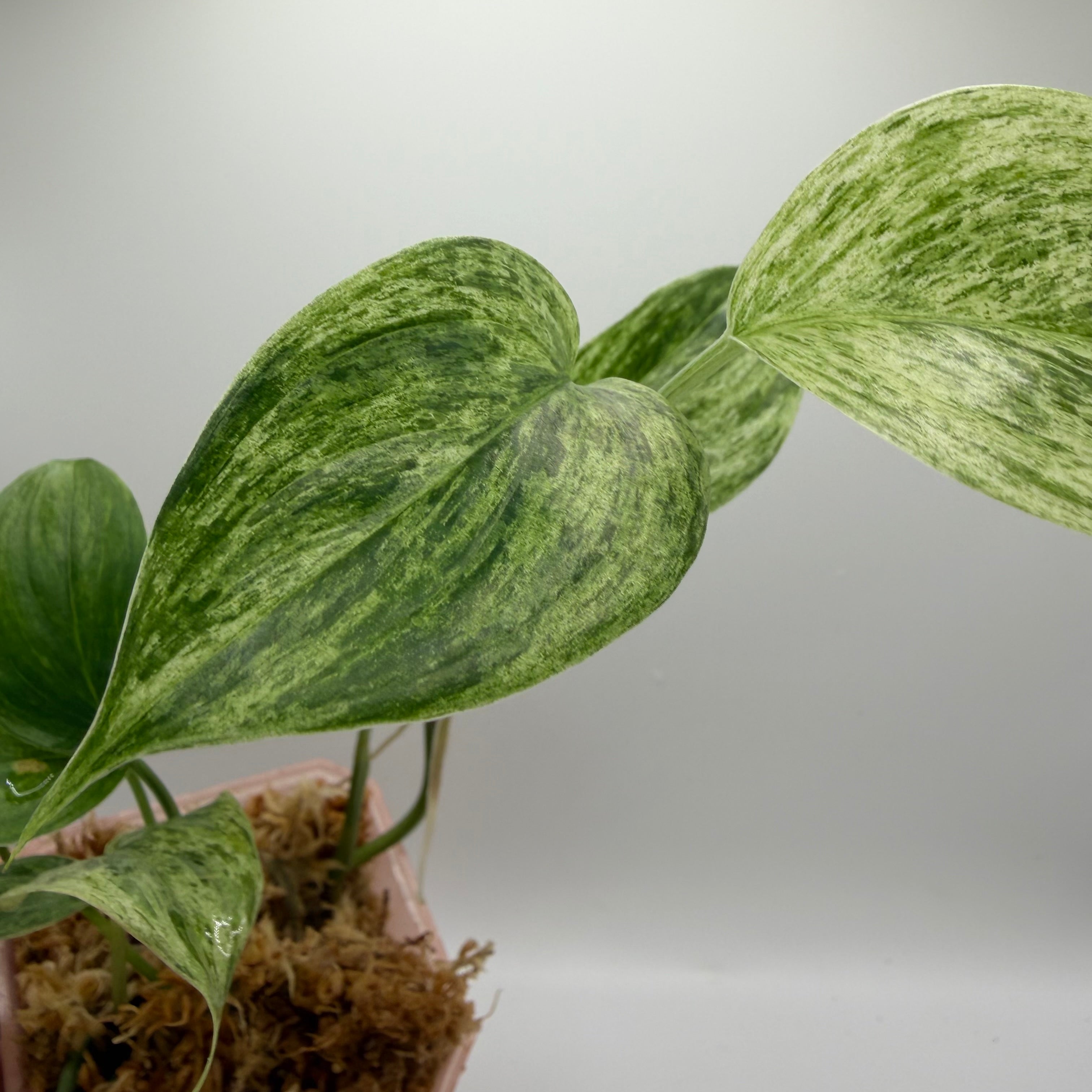 Scindapsus Sp. salaka blue albo