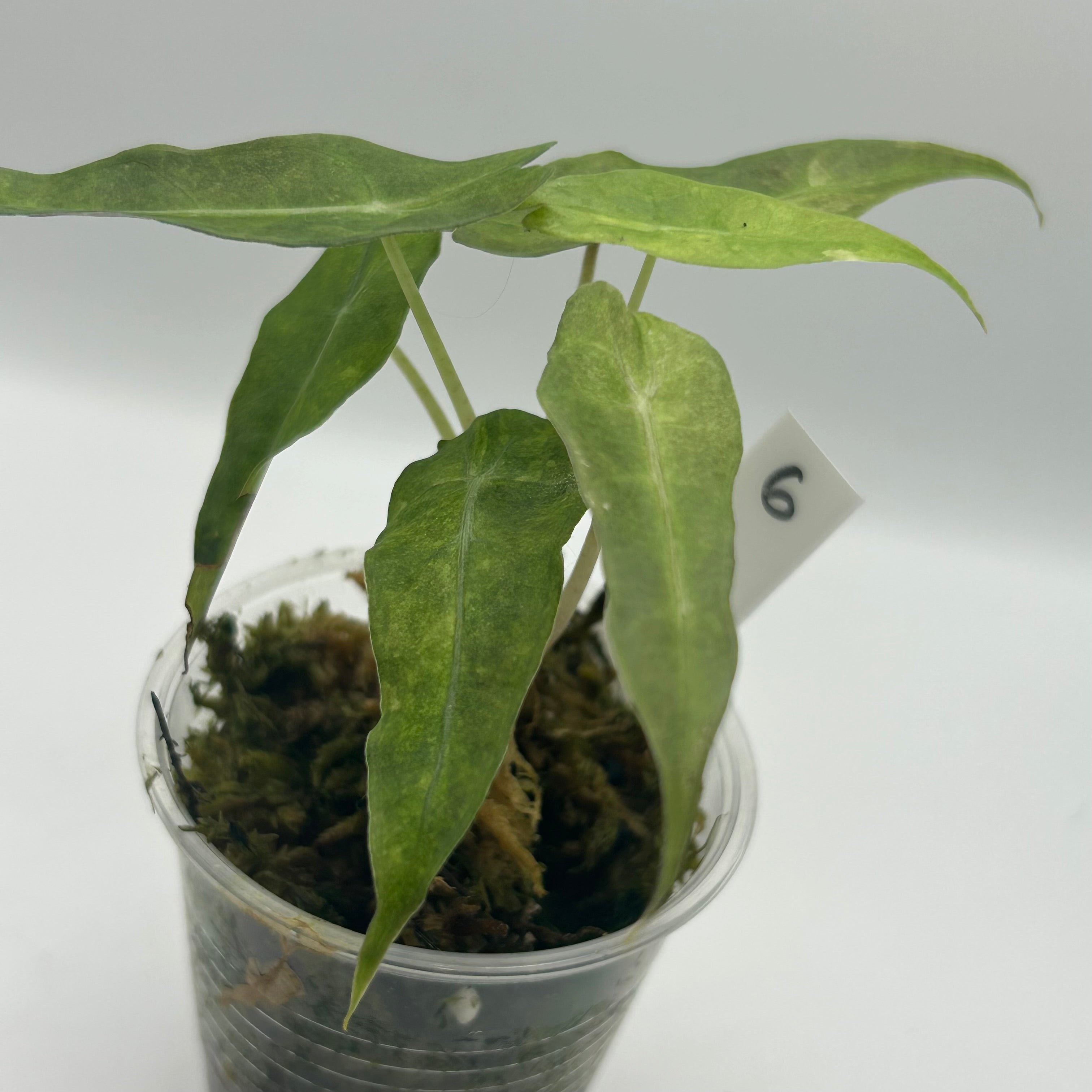 Alocasia Polly aurea splash