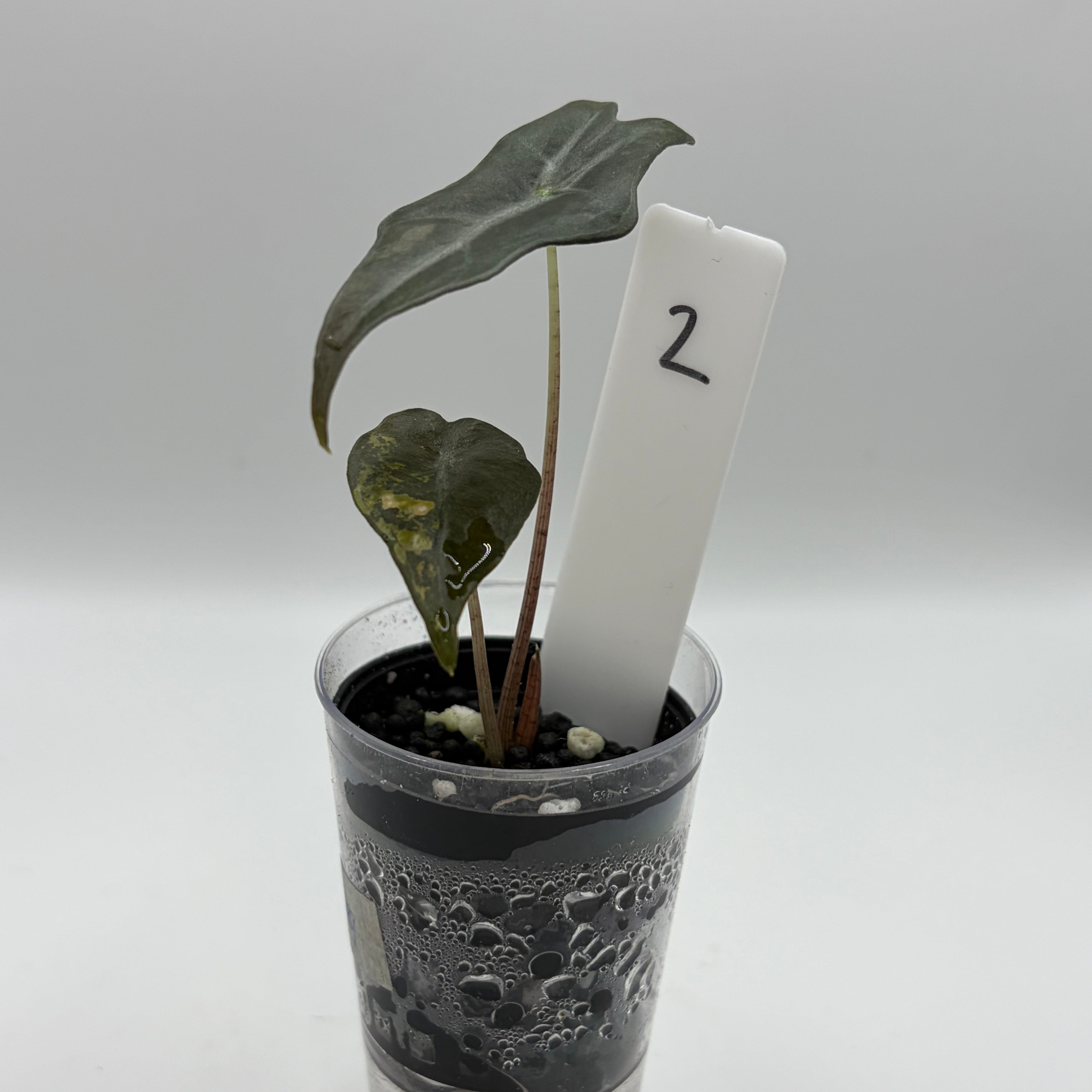 Alocasia Nobilis aurea