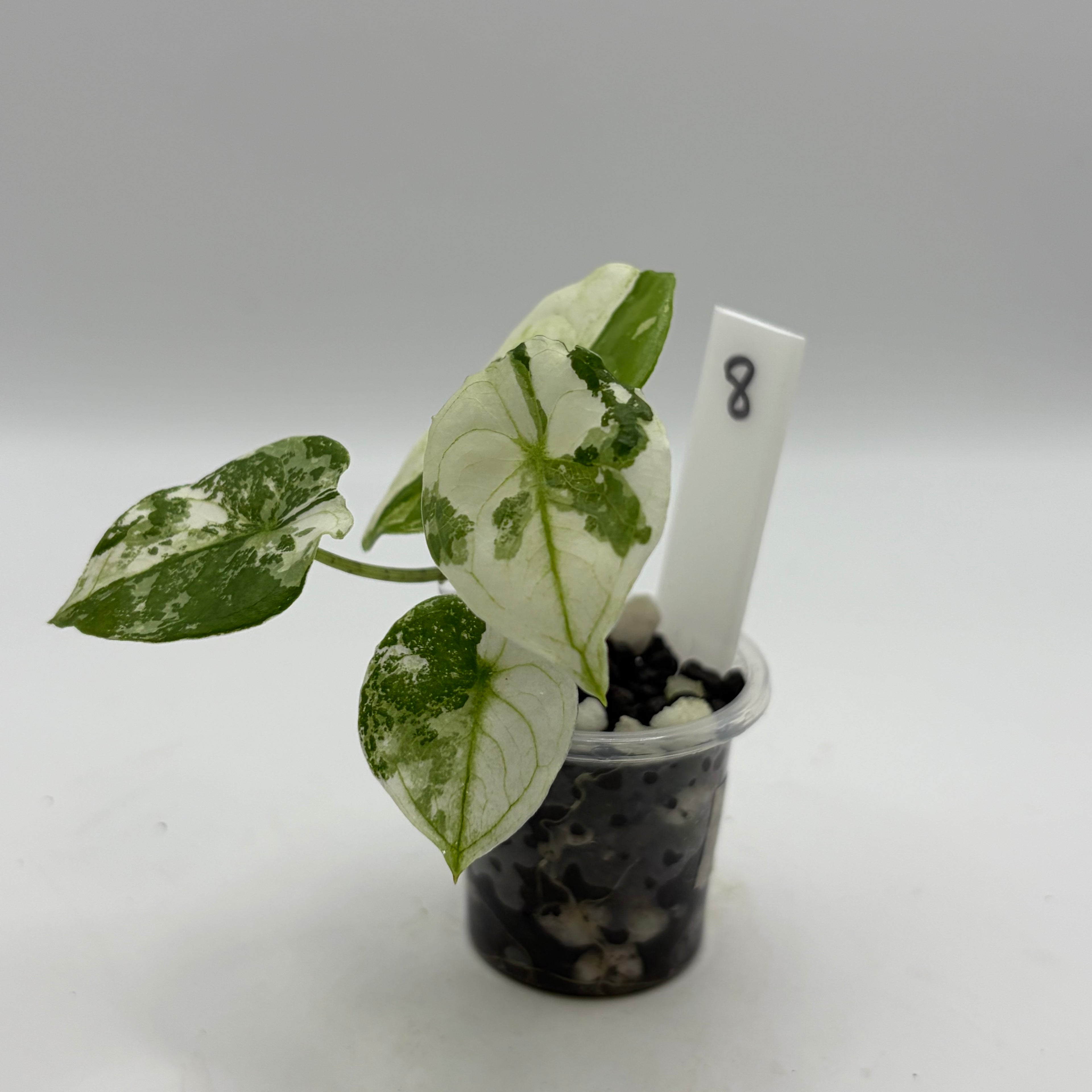 Alocasia Fornicata mint