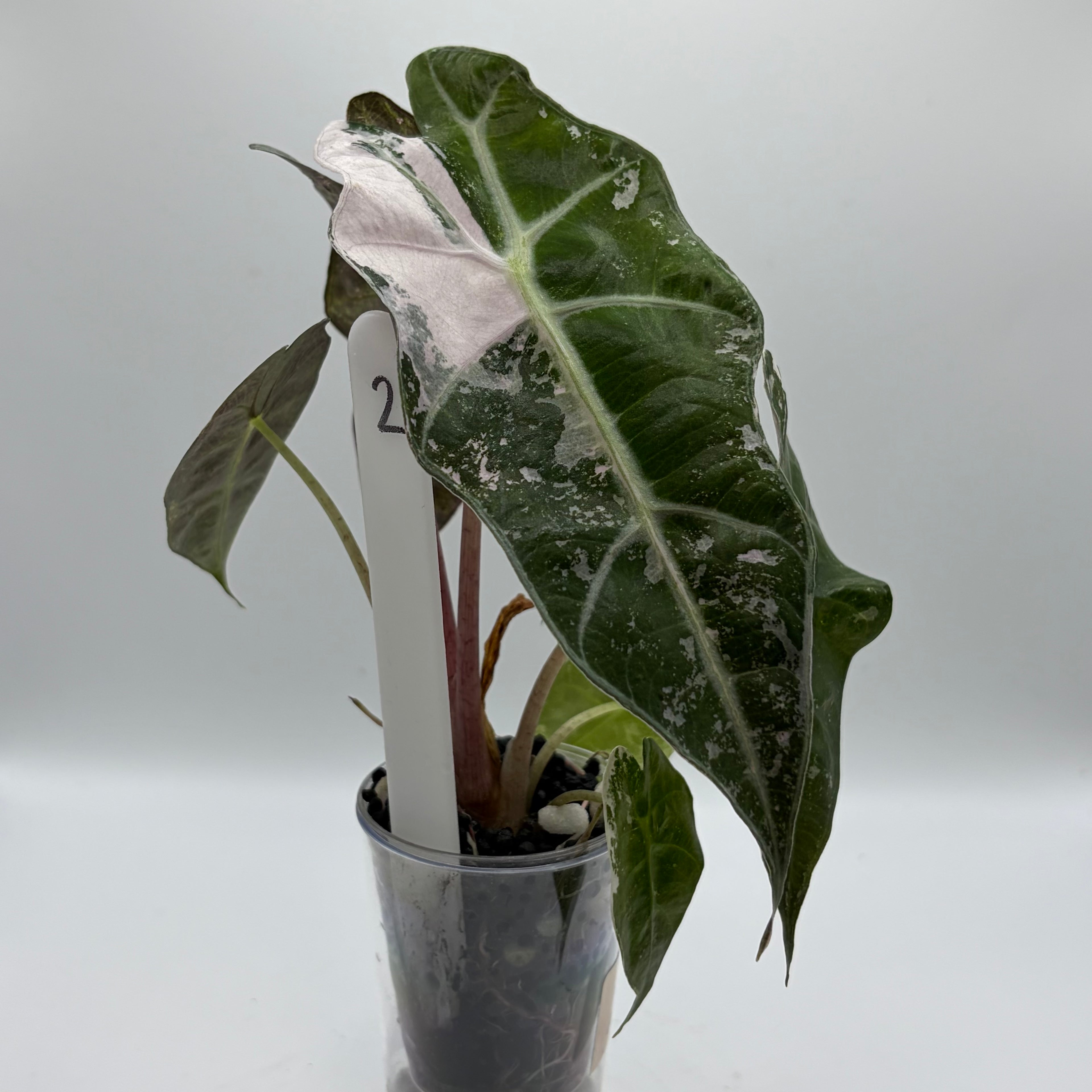 Alocasia Polly pink snowflake