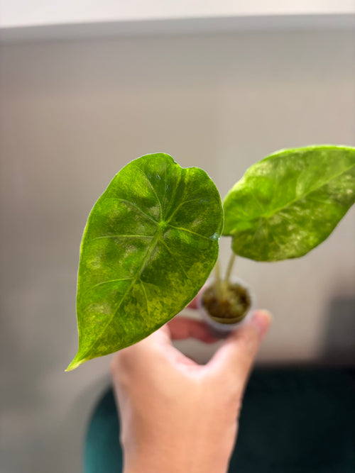 Alocasia Calidora x Infernalis black