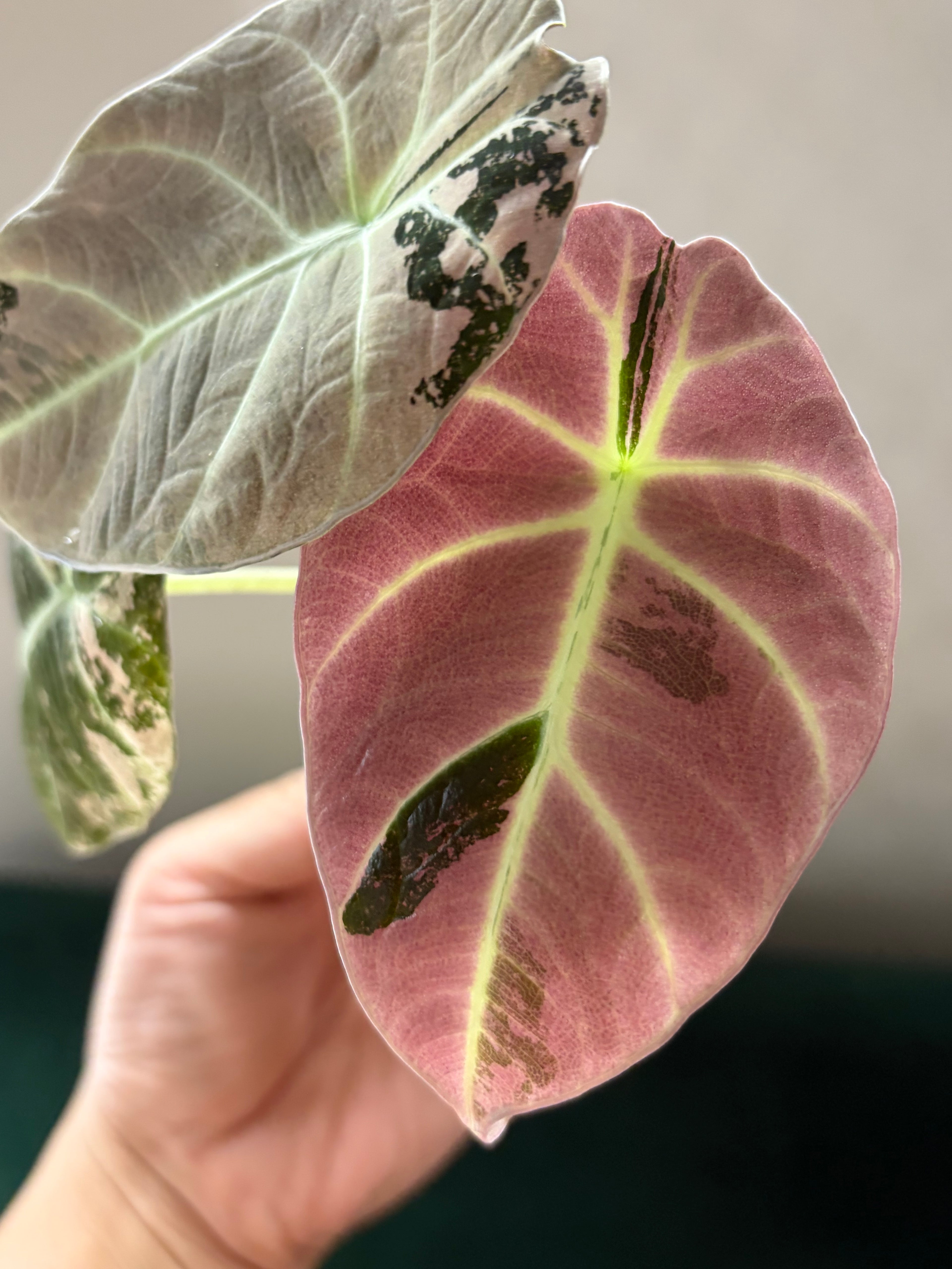 Alocasia Black velvet pink #1