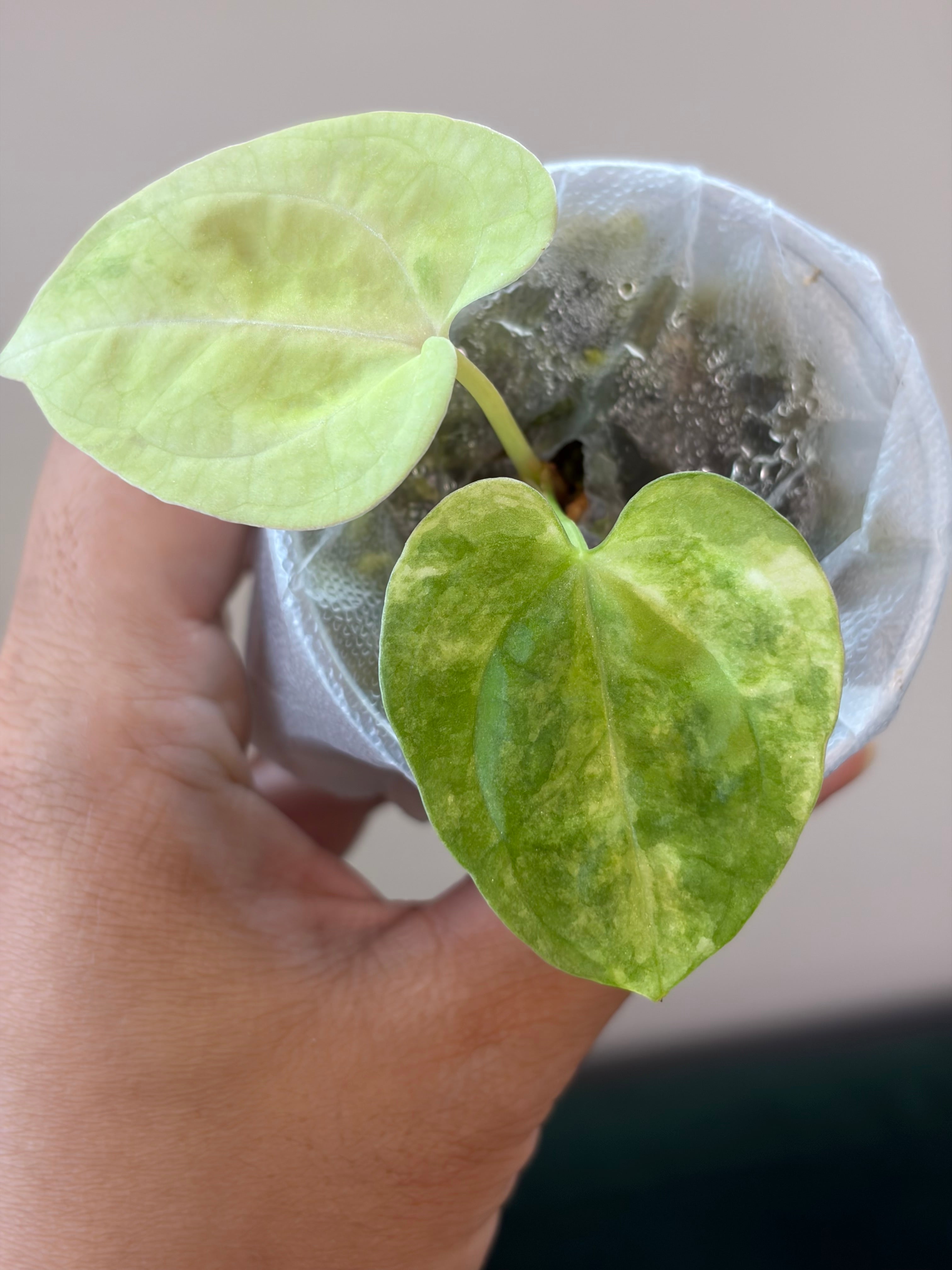 Anthurium Dressleri x Papillilaminum #2