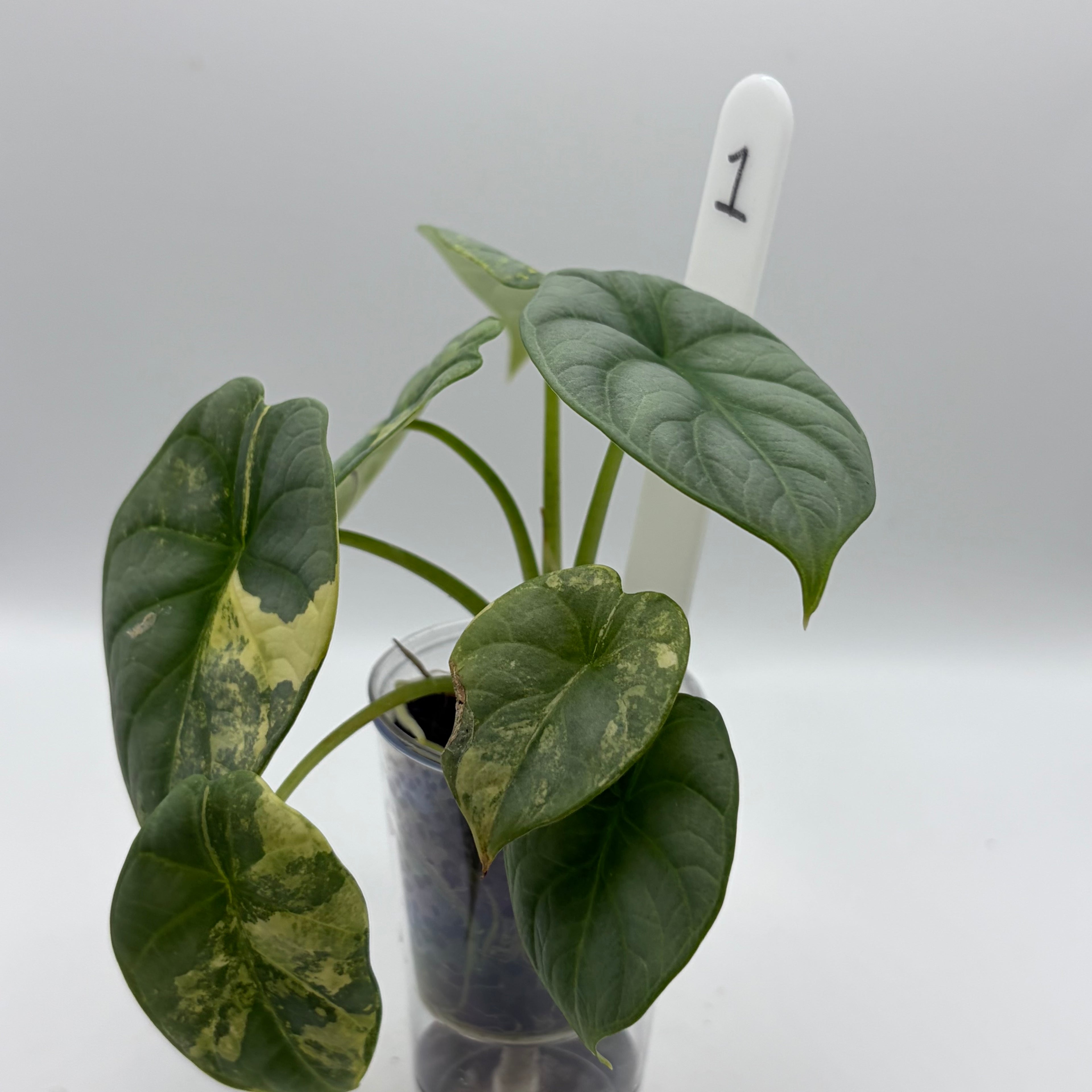Alocasia Silver dragon aurea