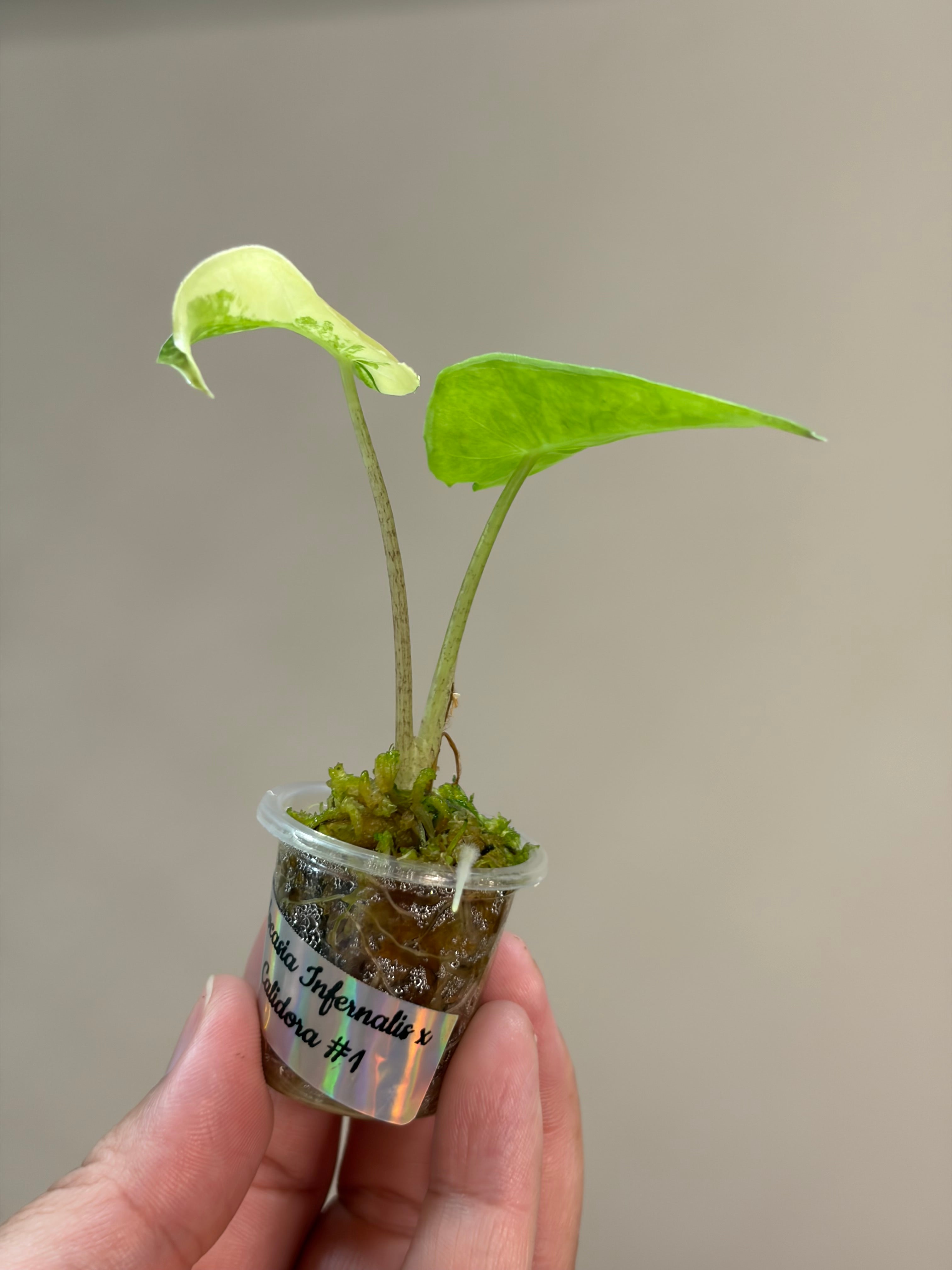 Alocasia Calidora x infernalis #1