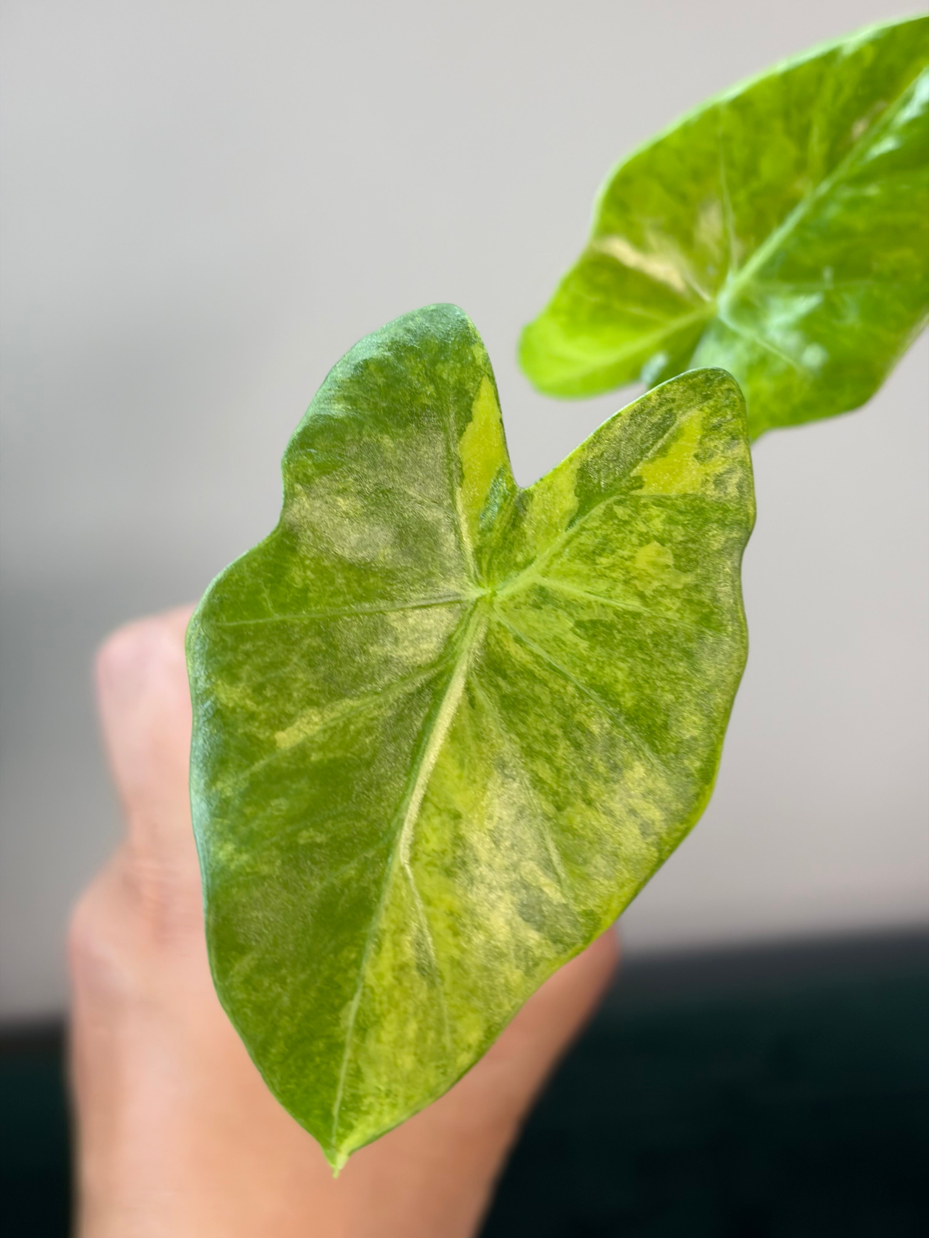 Alocasia Portora aurea #2