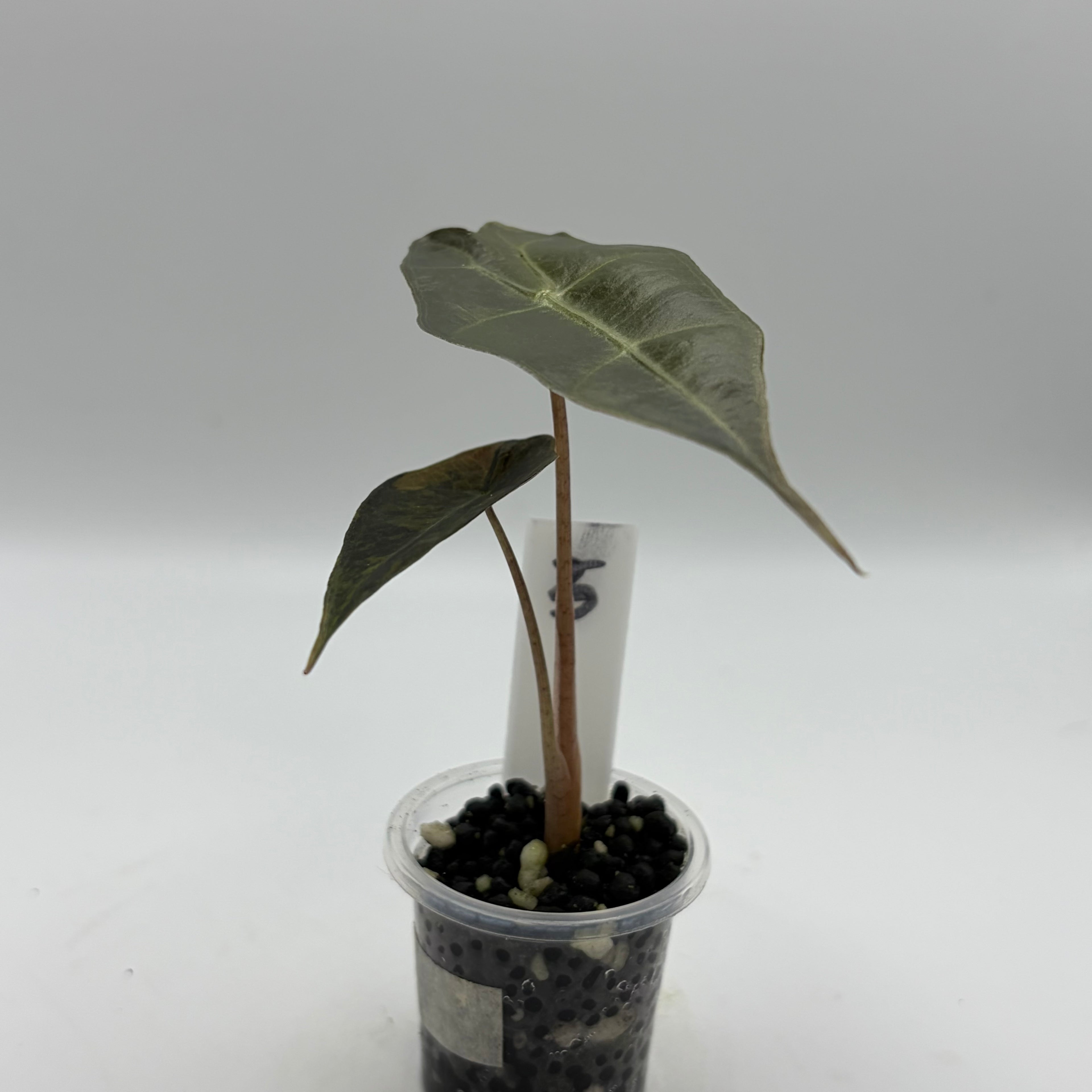 Alocasia Sanderiana bull aurea #5