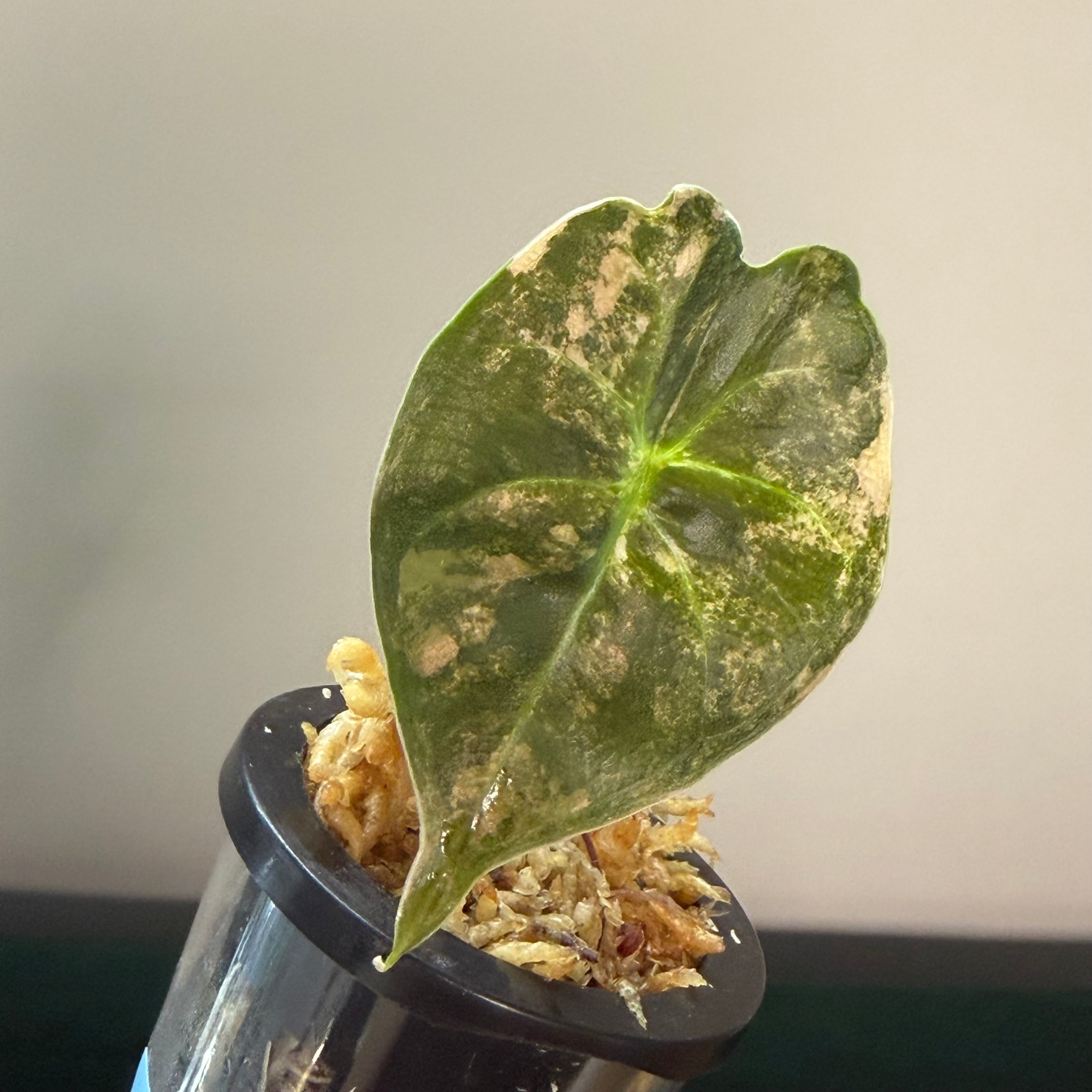 Alocasia Golden Bone aurea