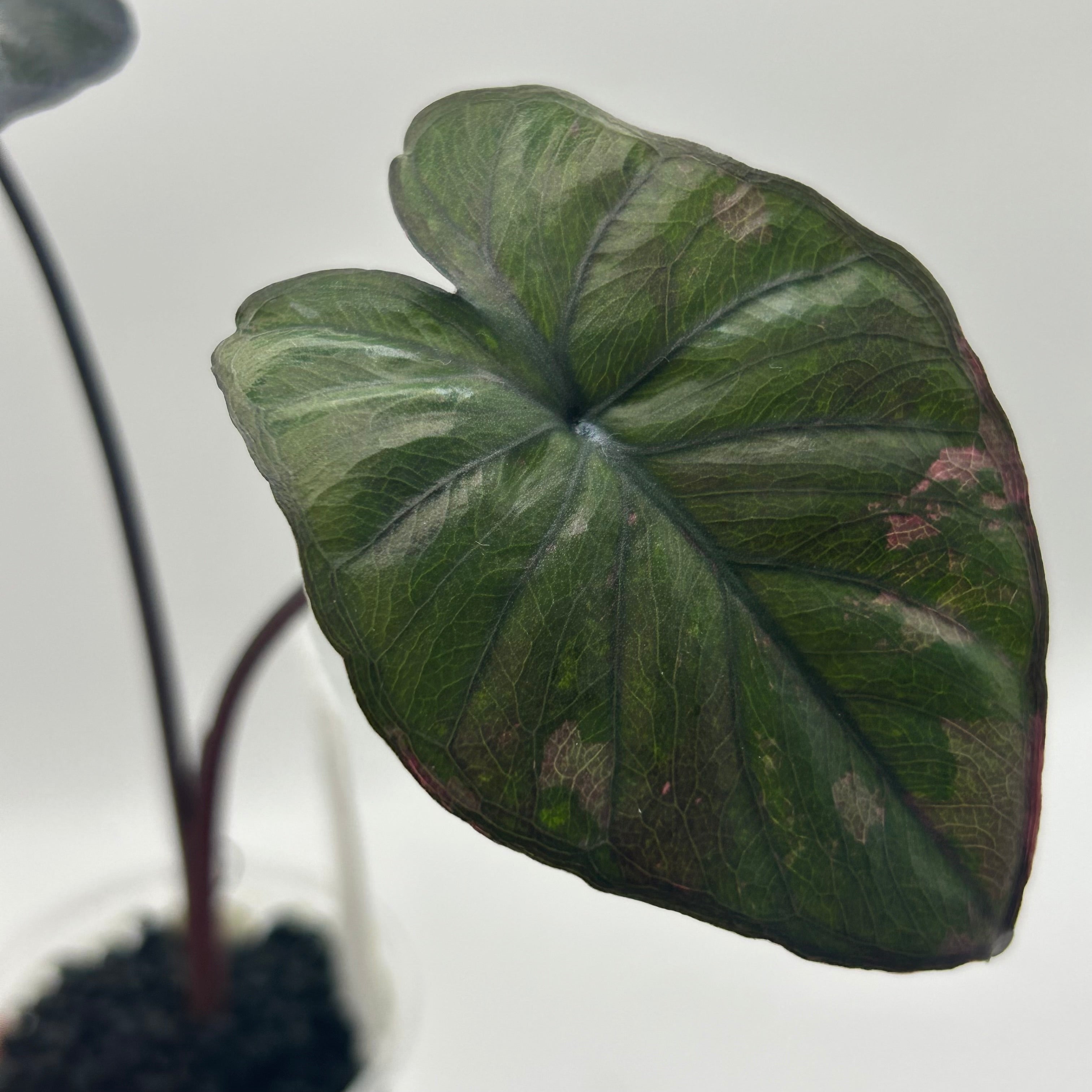 Alocasia Serendipity pink #2