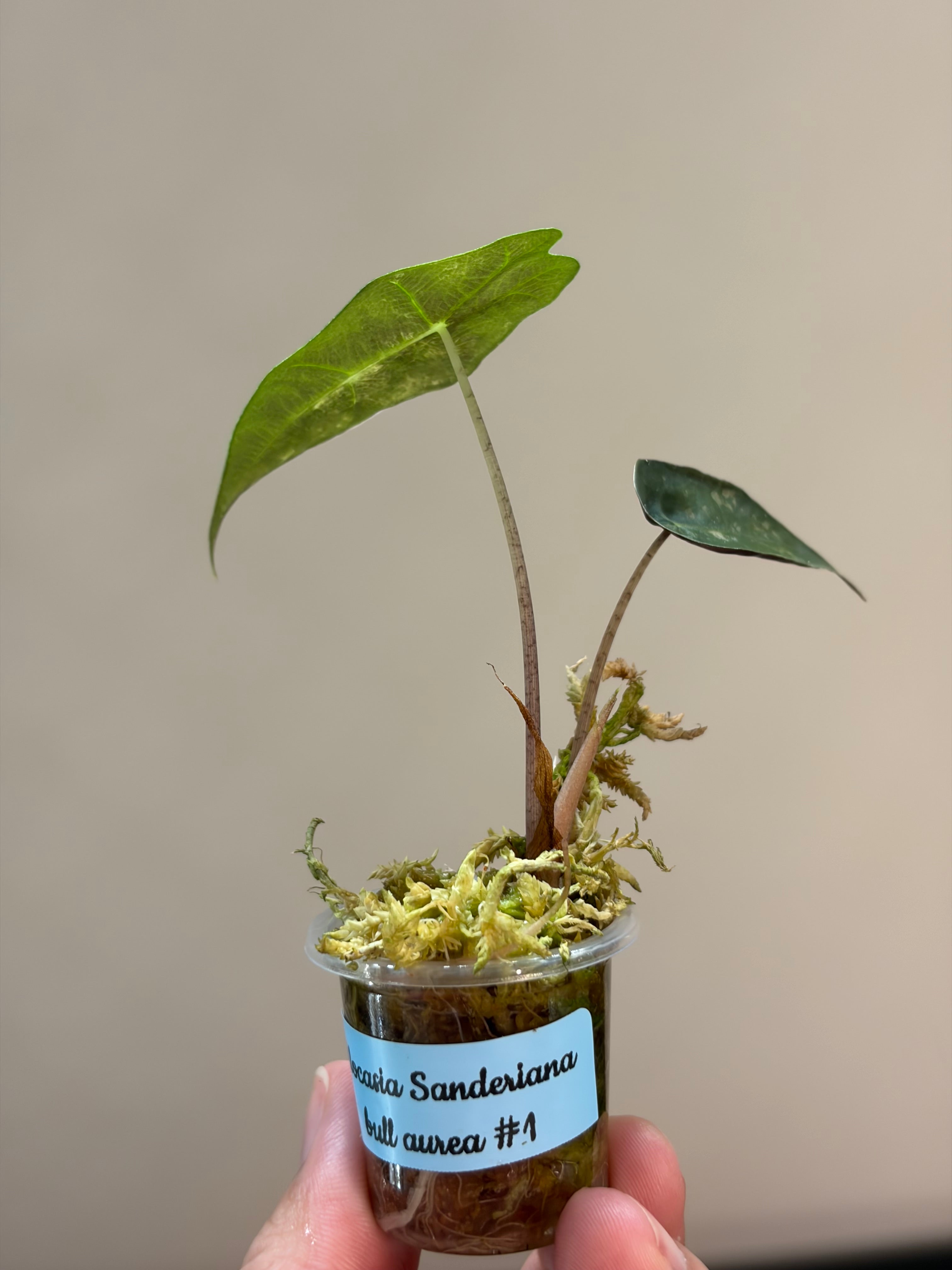Alocasia Sanderiana bull aurea #1