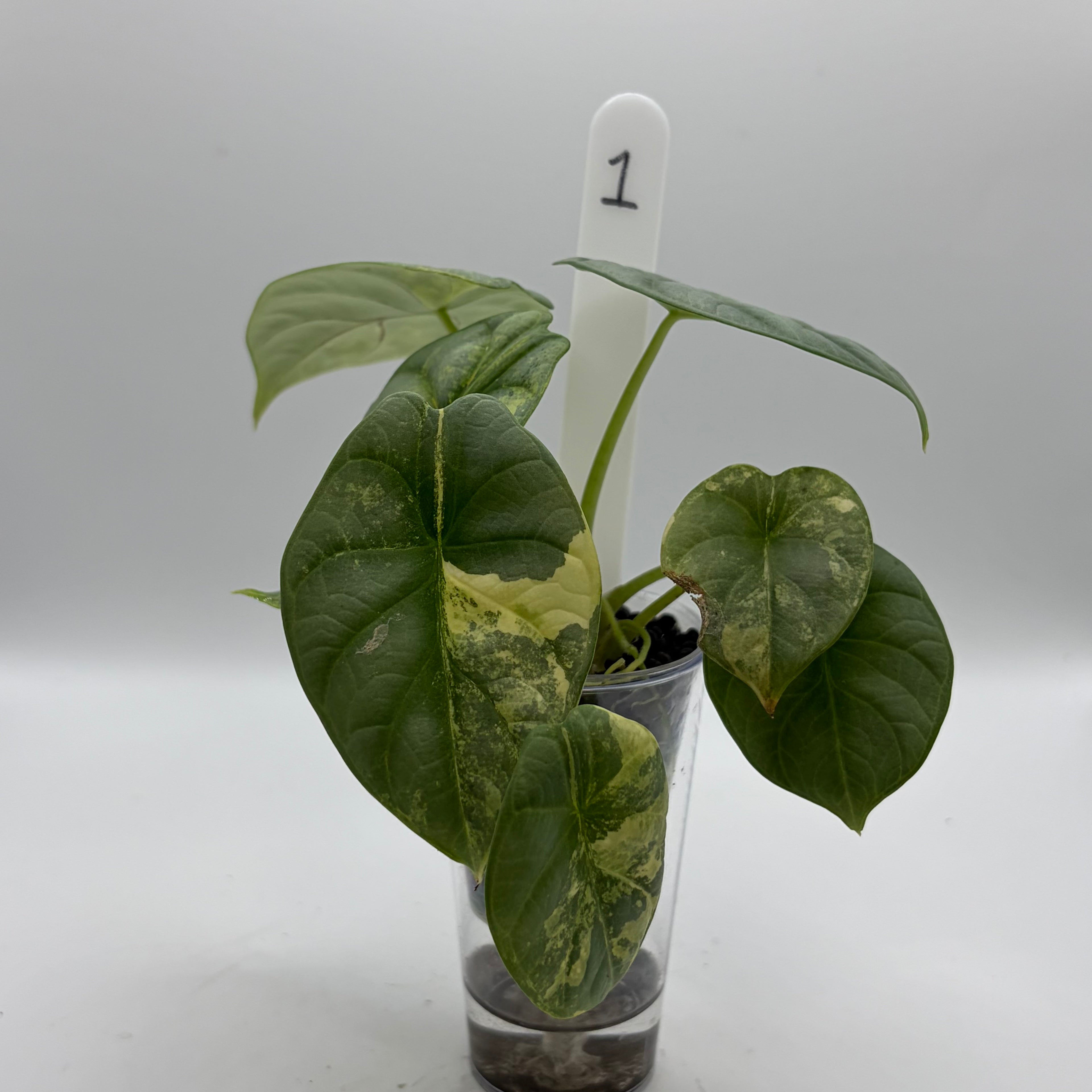 Alocasia Silver dragon aurea