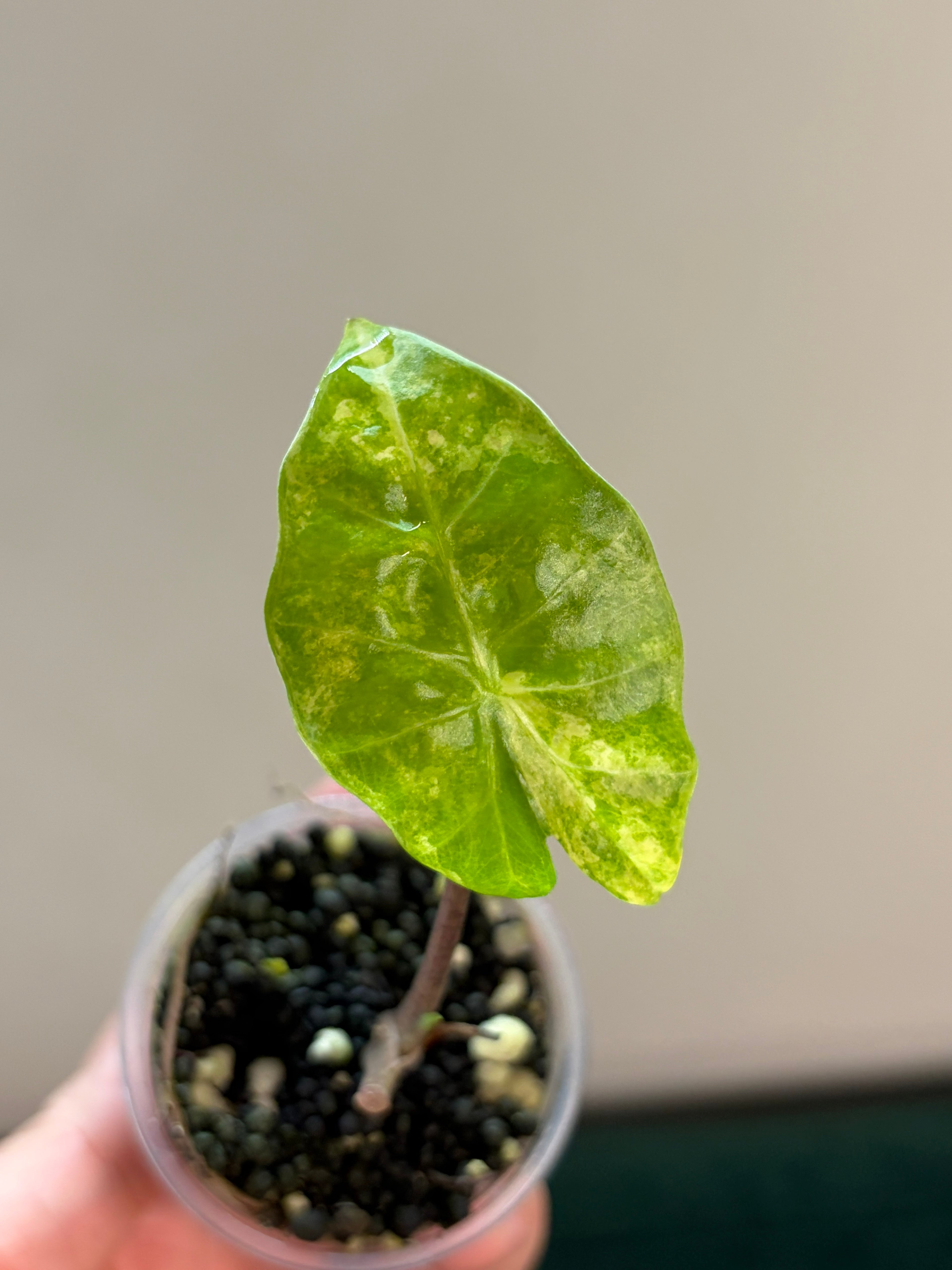 Alocasia Portora aurea #3