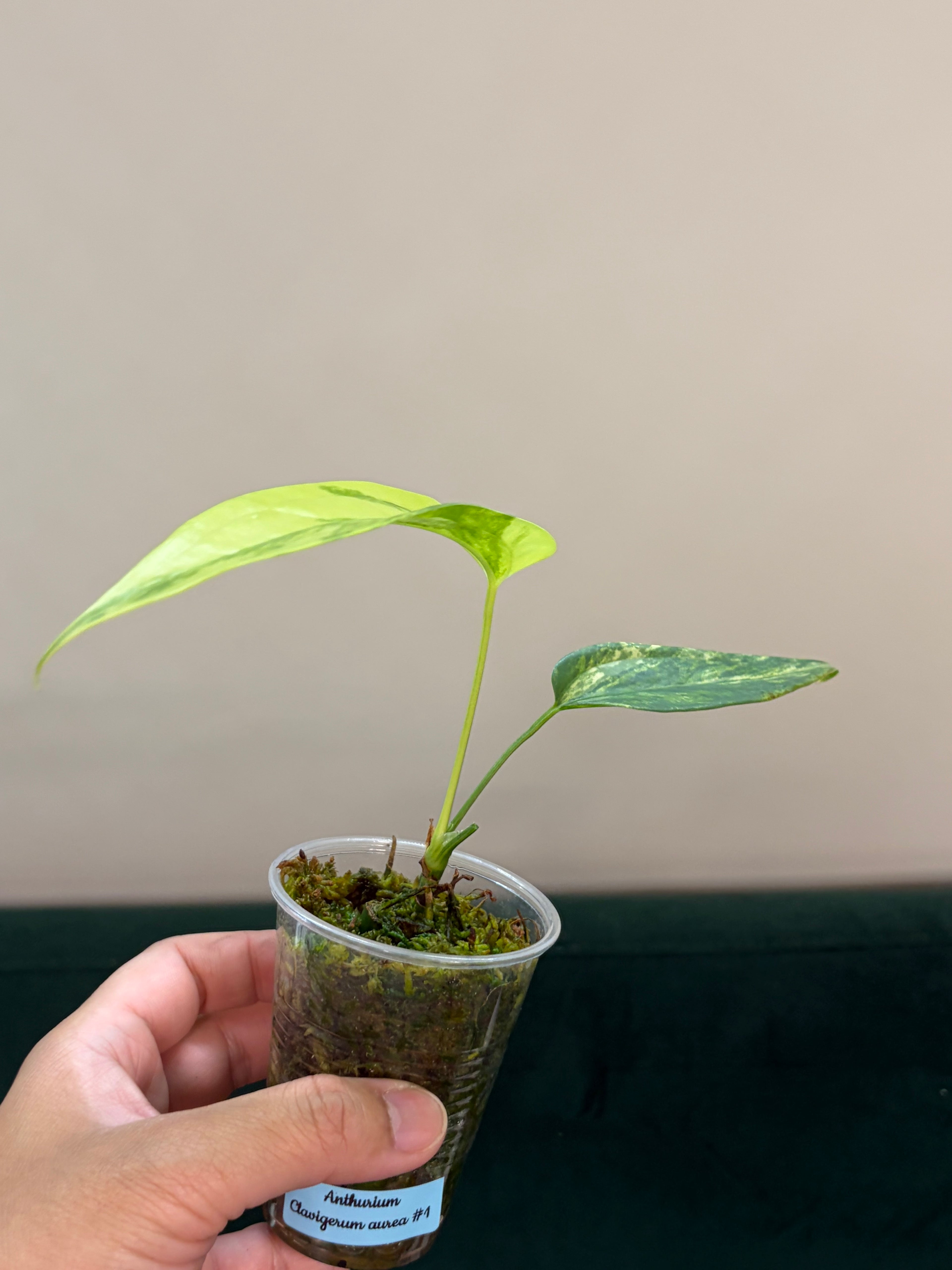 Anthurium Clavigerum variegata #1