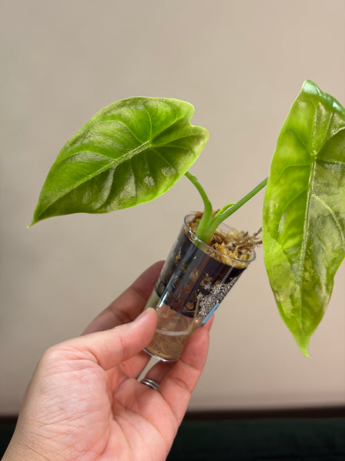 Alocasia Acuminata albo #4