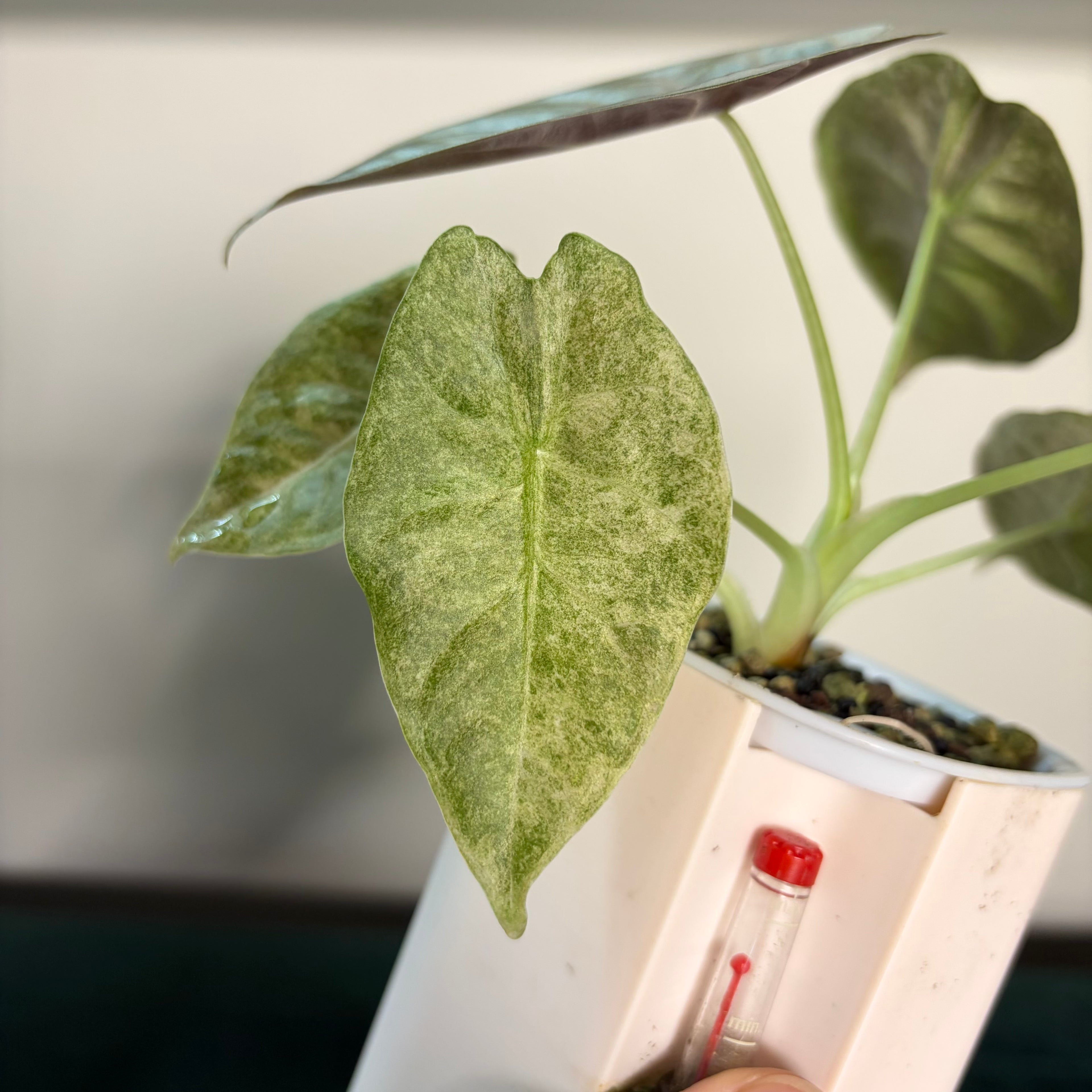 Alocasia Golden bone pink splash (corm)