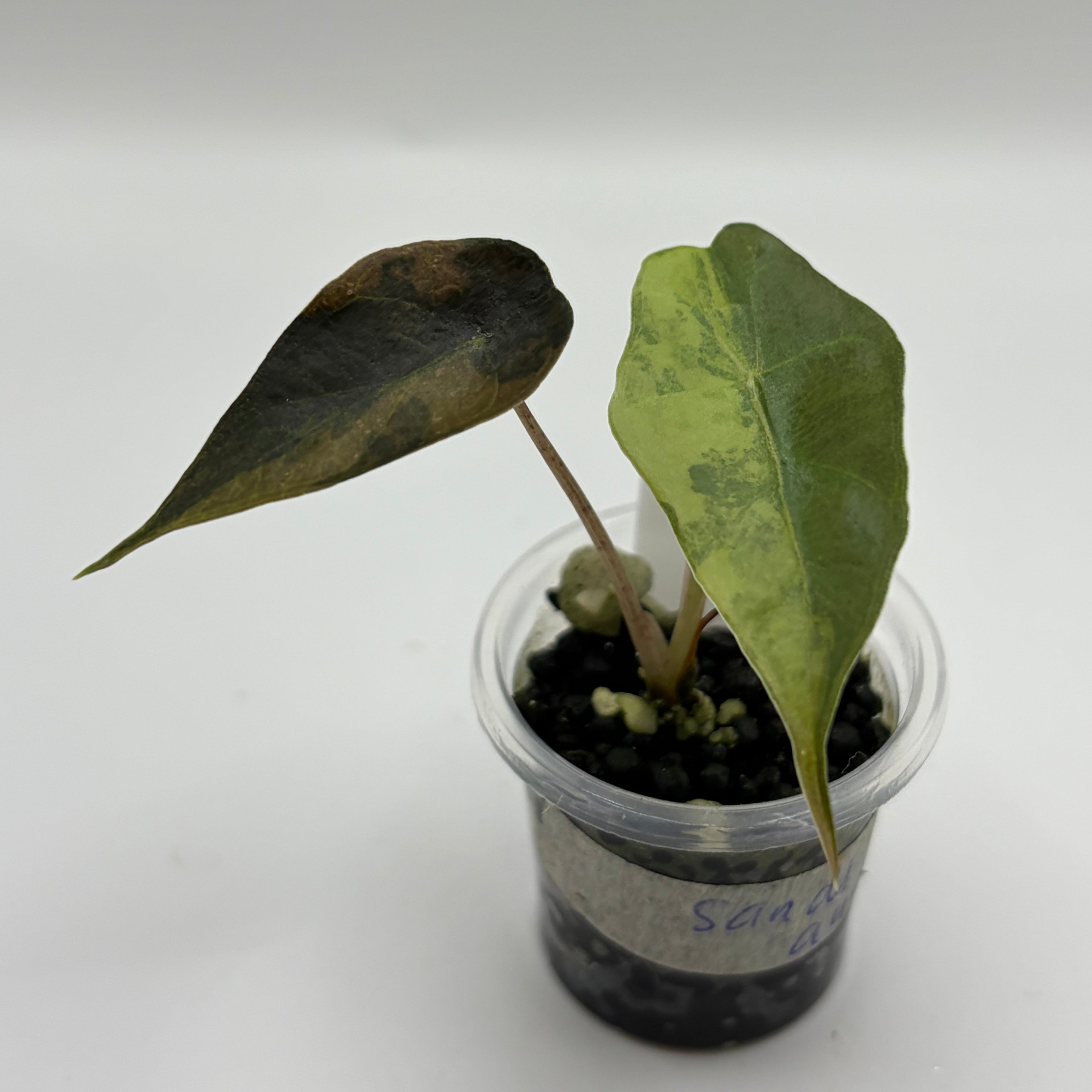 Alocasia Sanderiana bull aurea #3