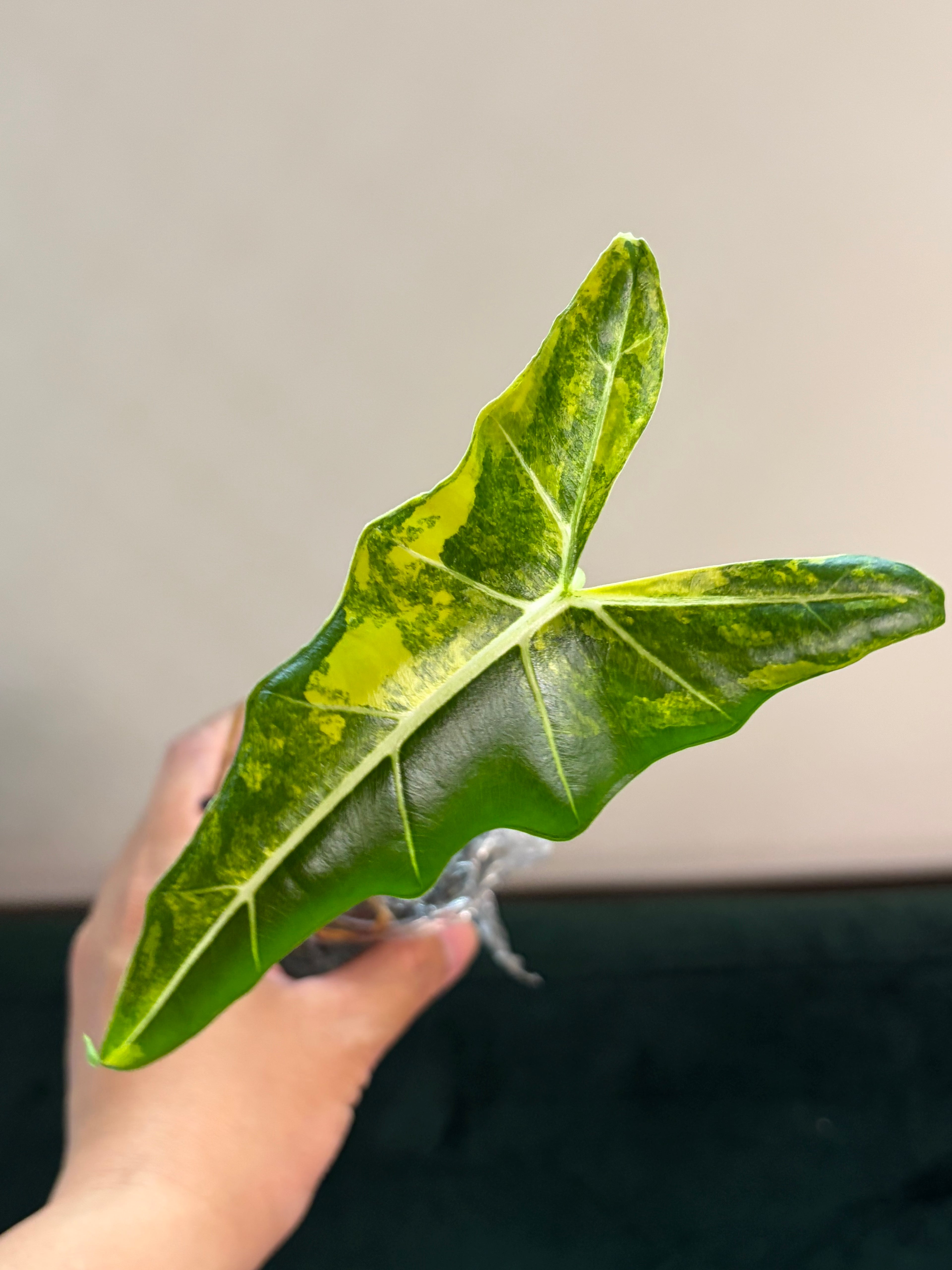 Alocasia Sarian aurea #1