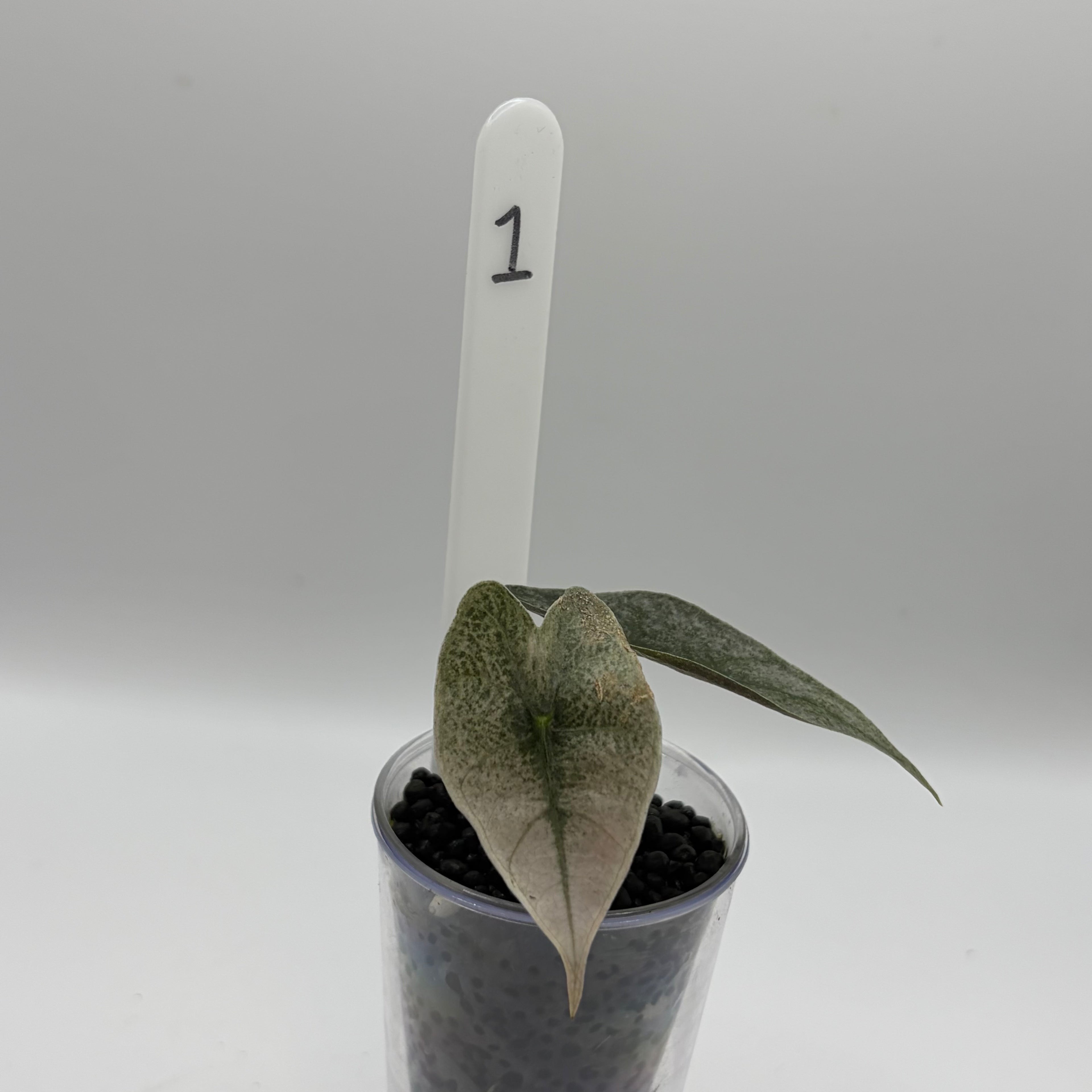 Alocasia Amazonica pink #1