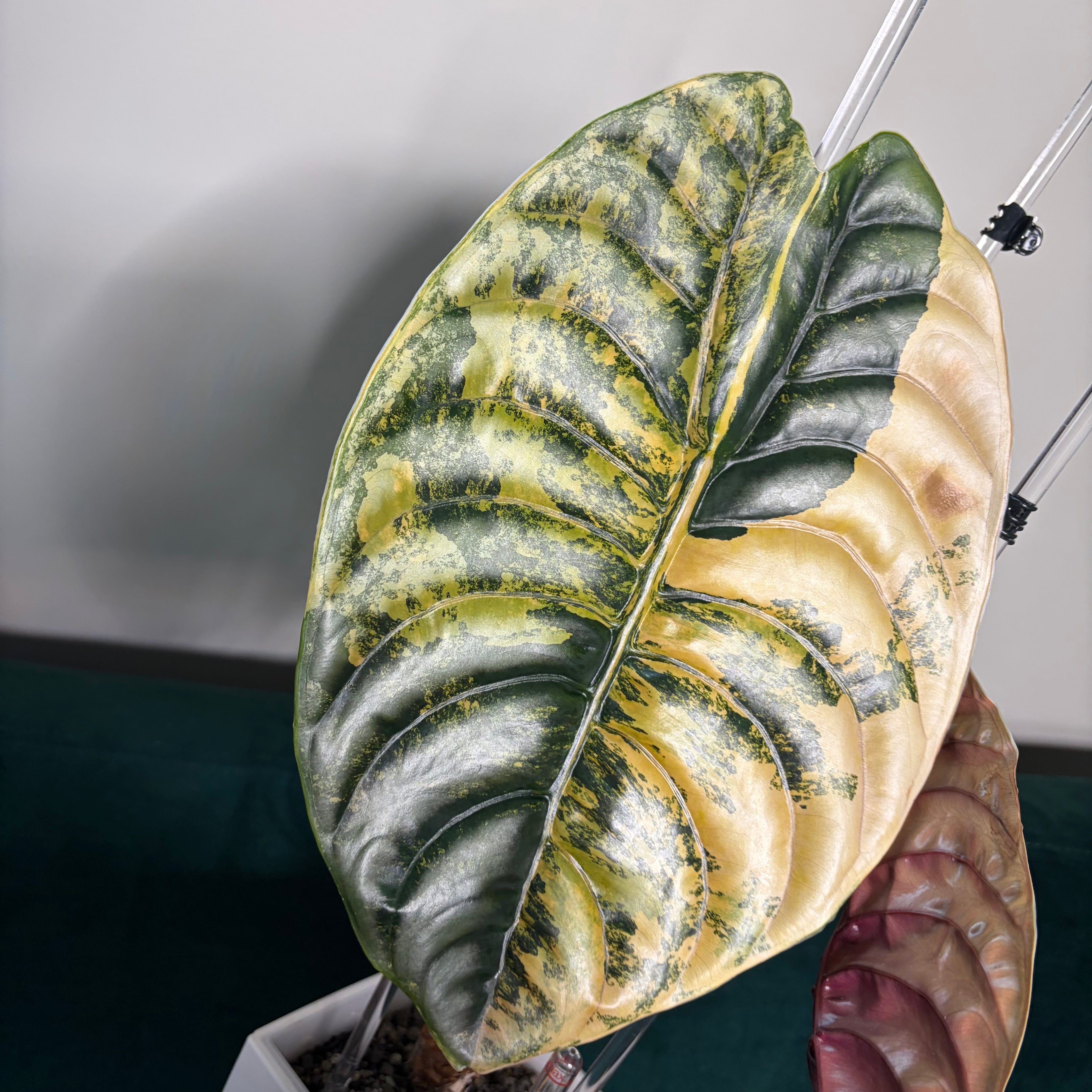 Alocasia Cuprea latte (corm)