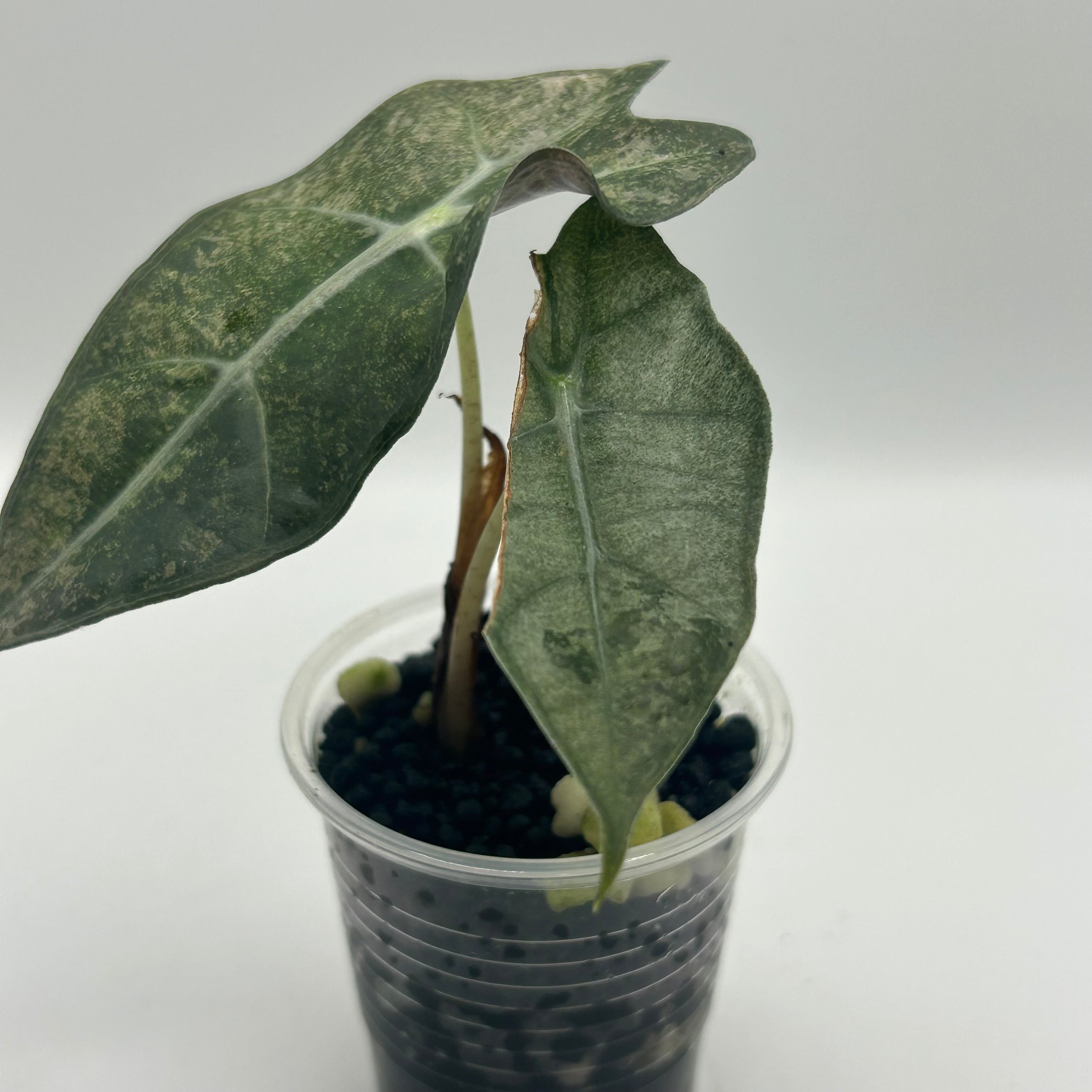 Alocasia Polly pink mint