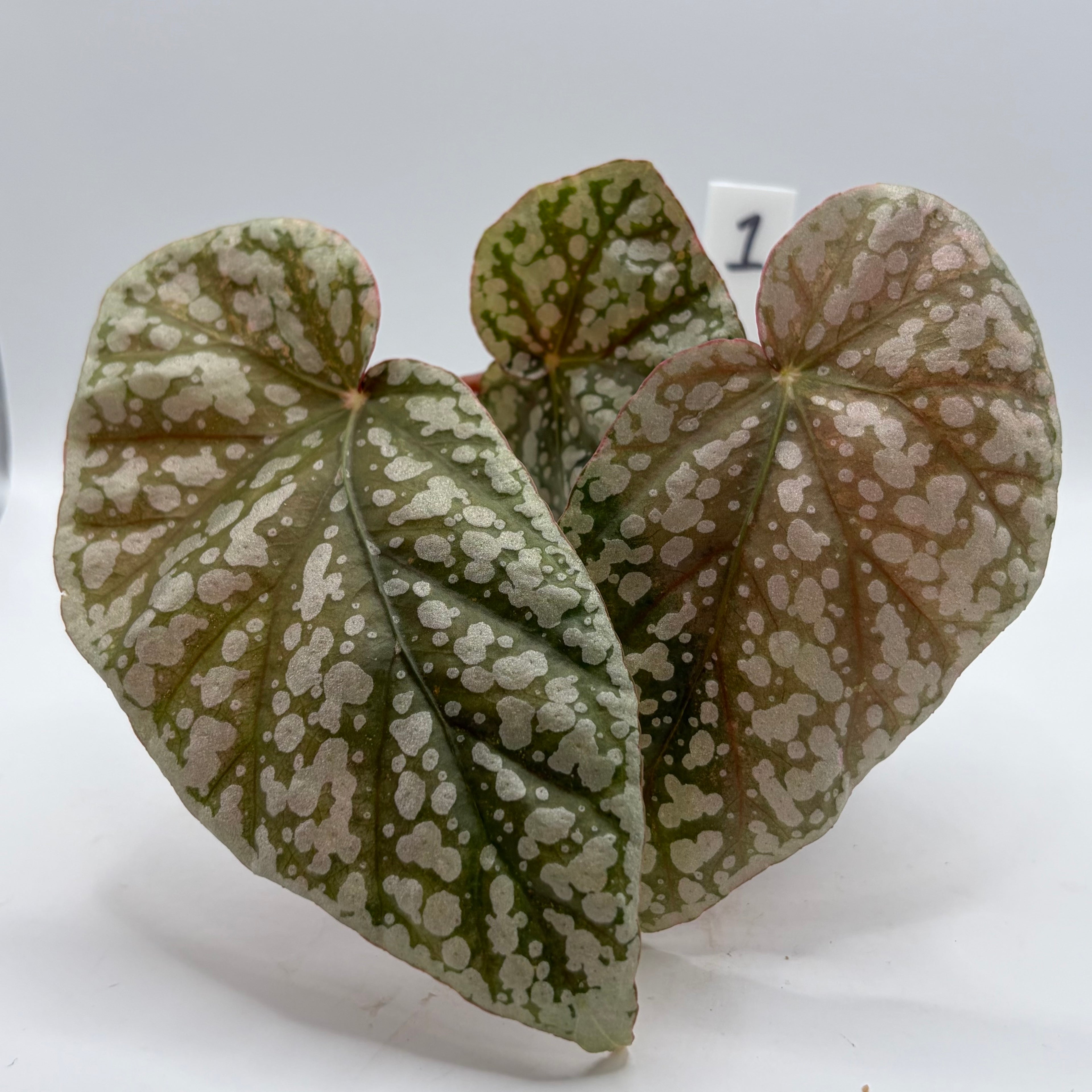Begonia Snowcapped variegata #1